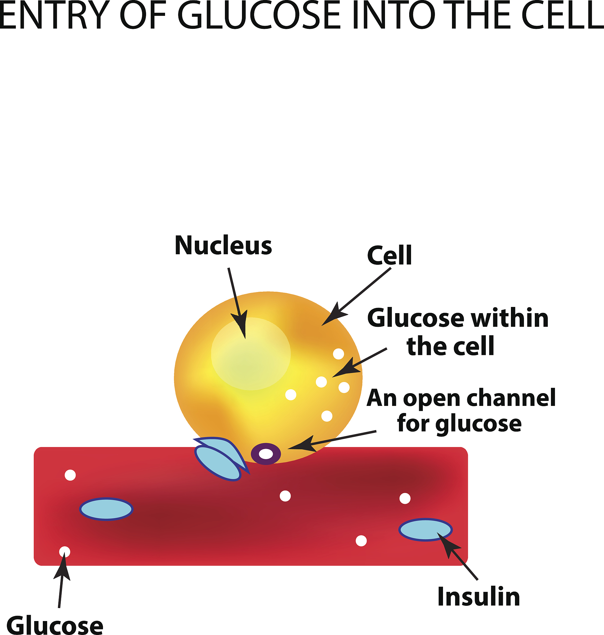 胰岛素作用：调节血糖水平，促进代谢平衡
