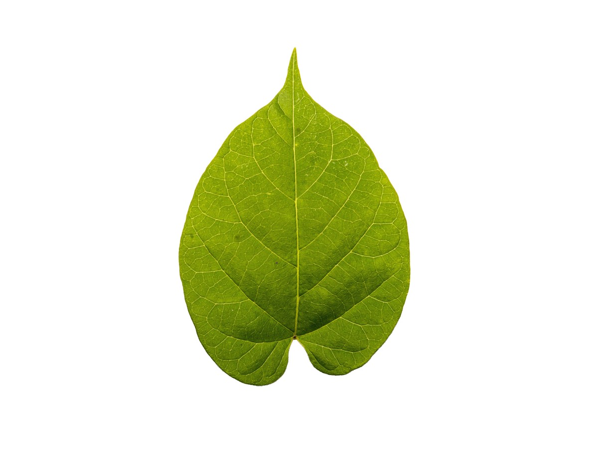 古植物学数据库有哪些