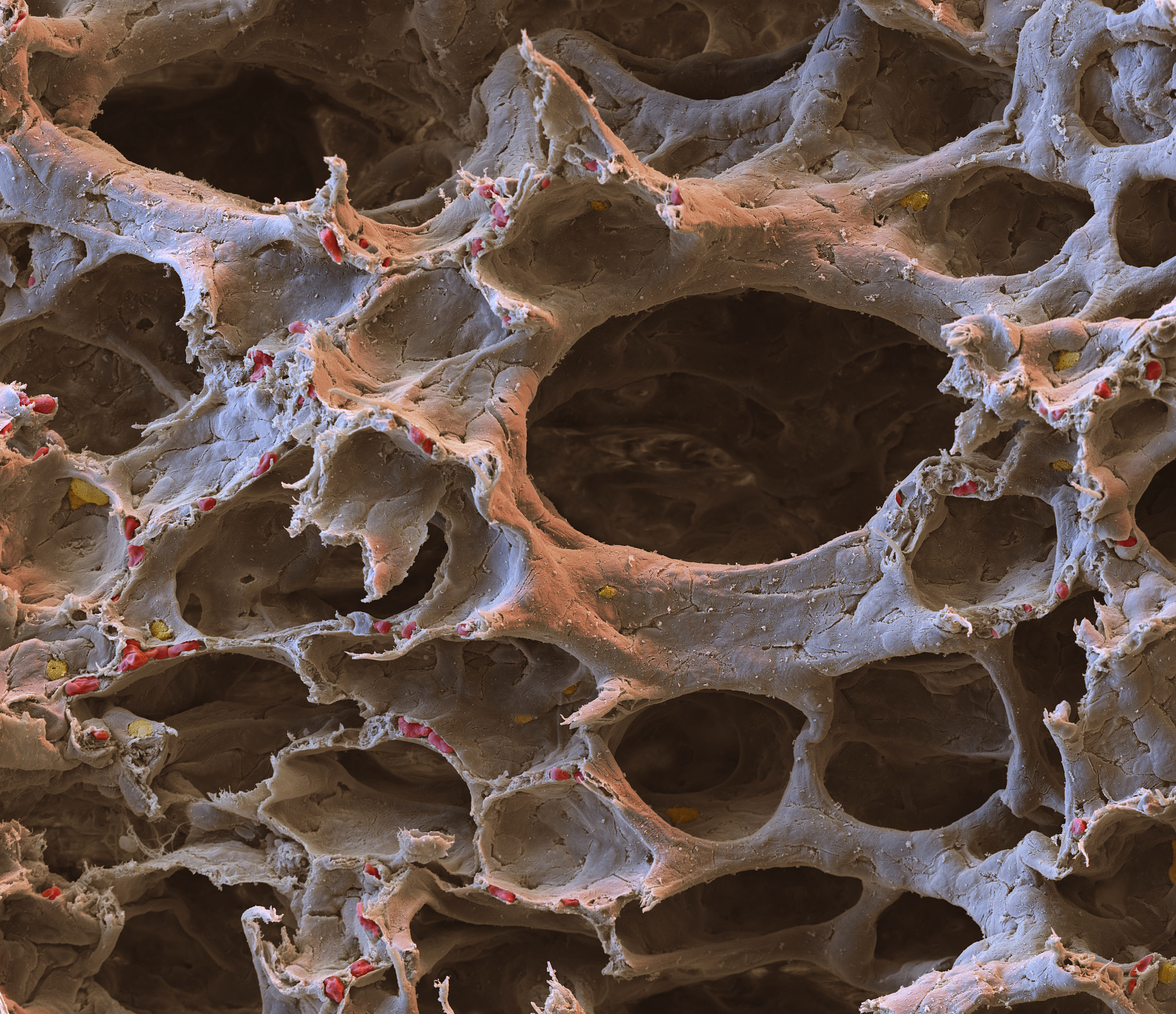 请按照nature发文标准润色下面这句话包括语言逻辑：Soil structure aggregates capillary porosity and other soil physical properties could improve plant nutrient effectiveness as well as plant growth Dai et al 2020