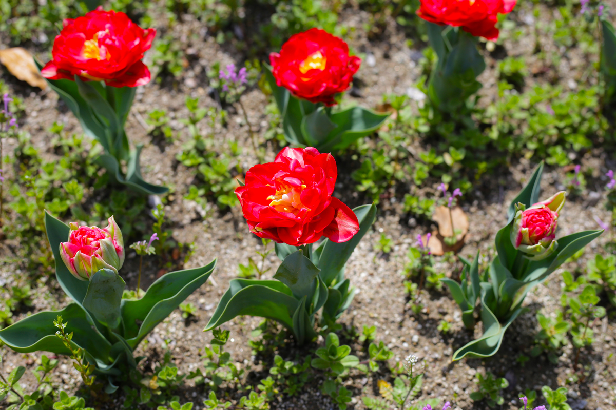 以【】的内容为主题写一篇200-1000字的文章。【仙客来的花语是什么仙客来花语和寓意】