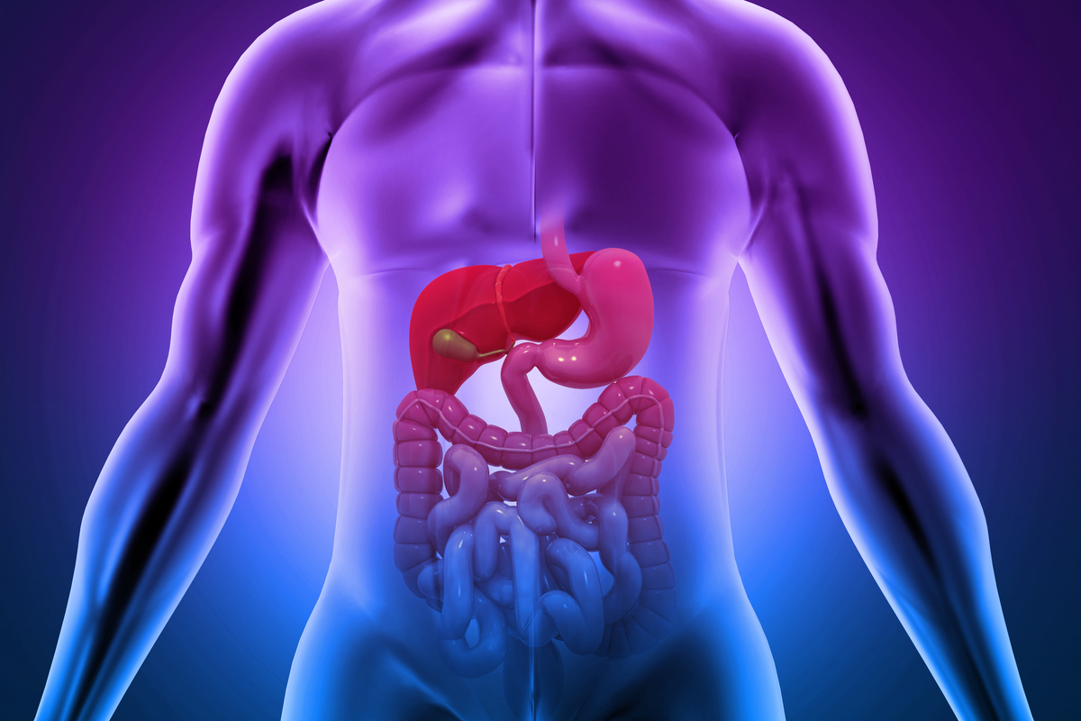 人体器官位置图解：详细解析各器官位置