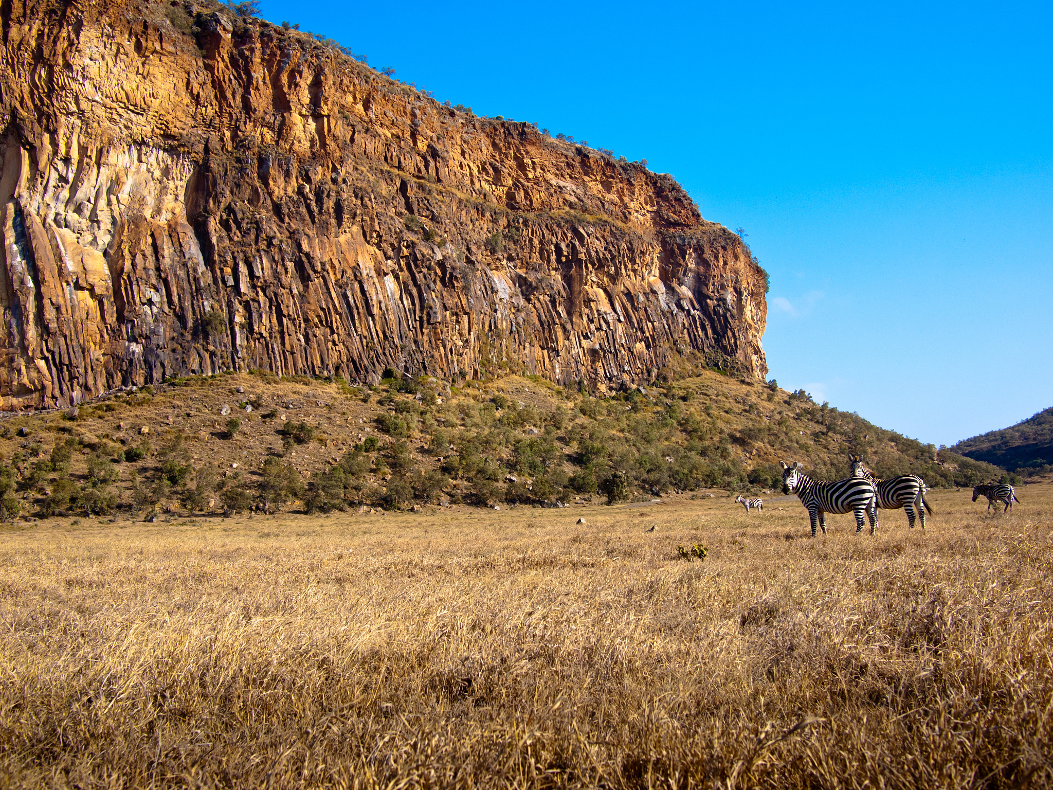 two zebras stand in background of the canyon