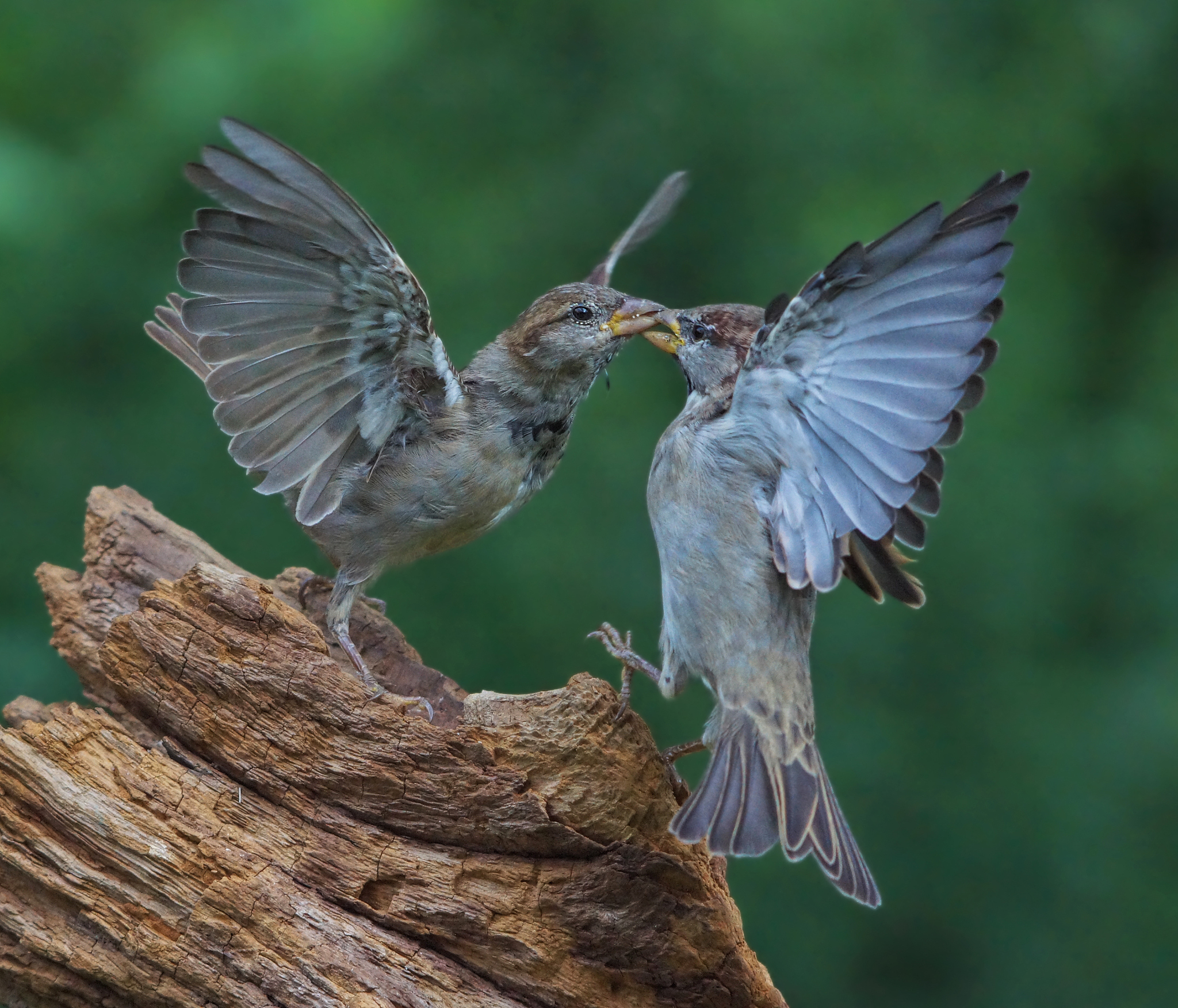 小麻雀如何飞翔？ 一年级科普小知识