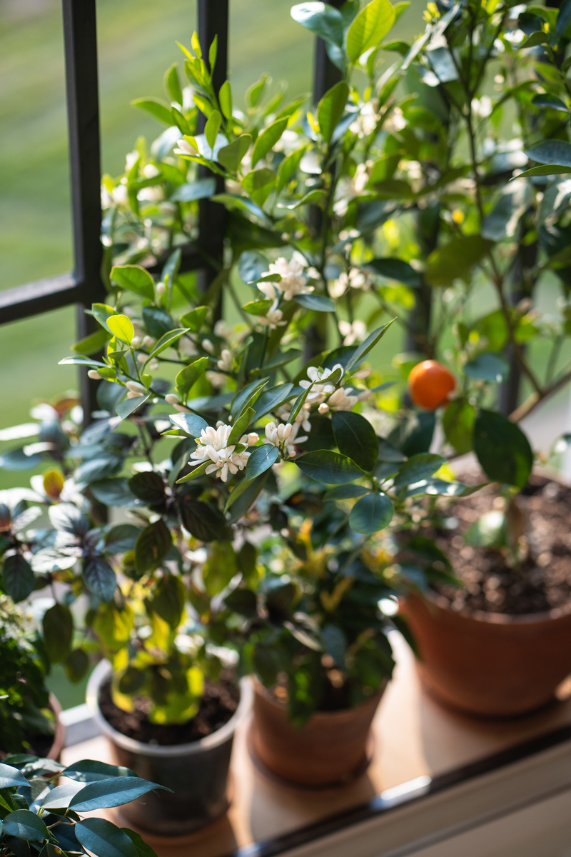 金银花花期：时间、施肥和浇水指南