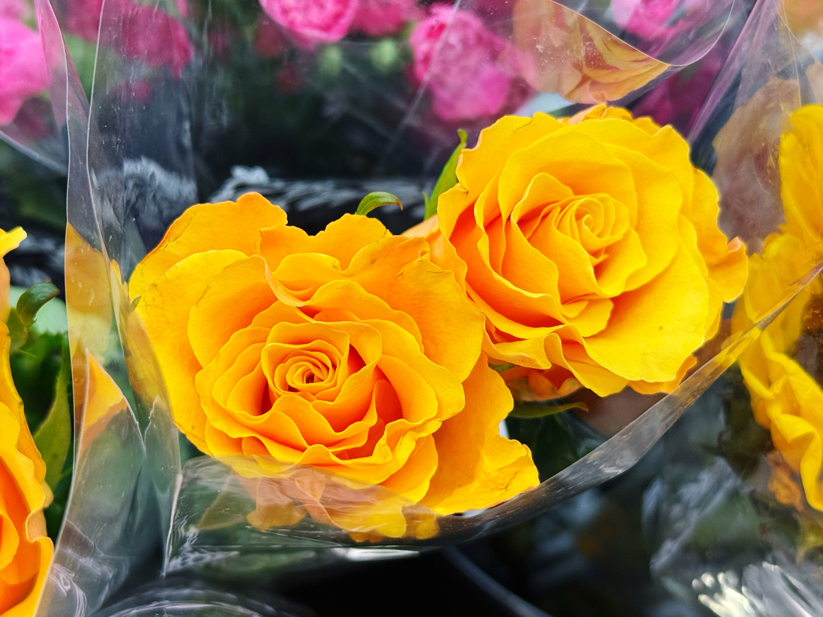 两个女孩开的花店起20个文艺、时尚简约的花店名