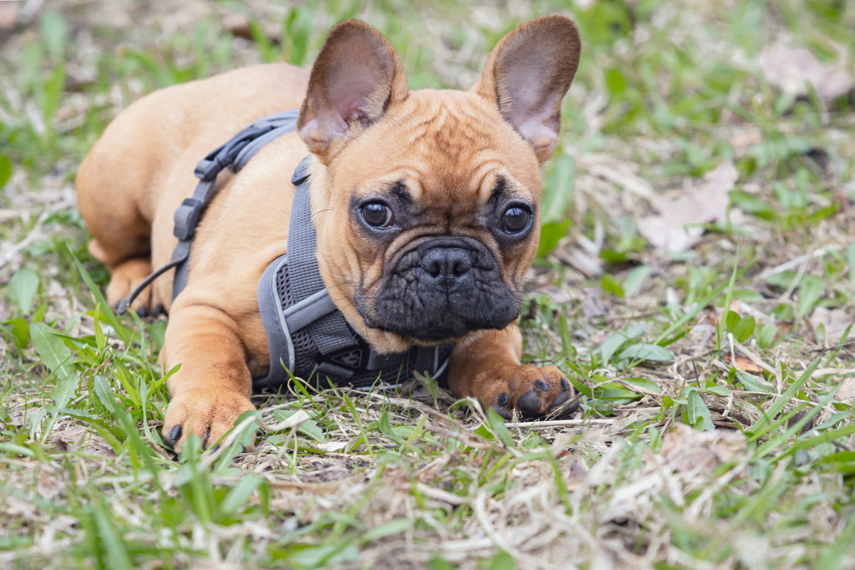 斗牛犬是烈性犬么