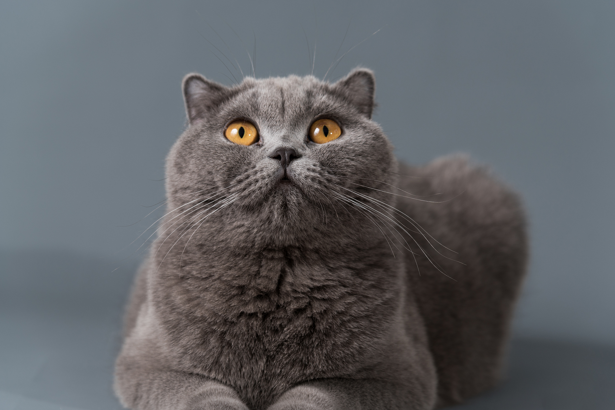 英短蓝猫宠物猫