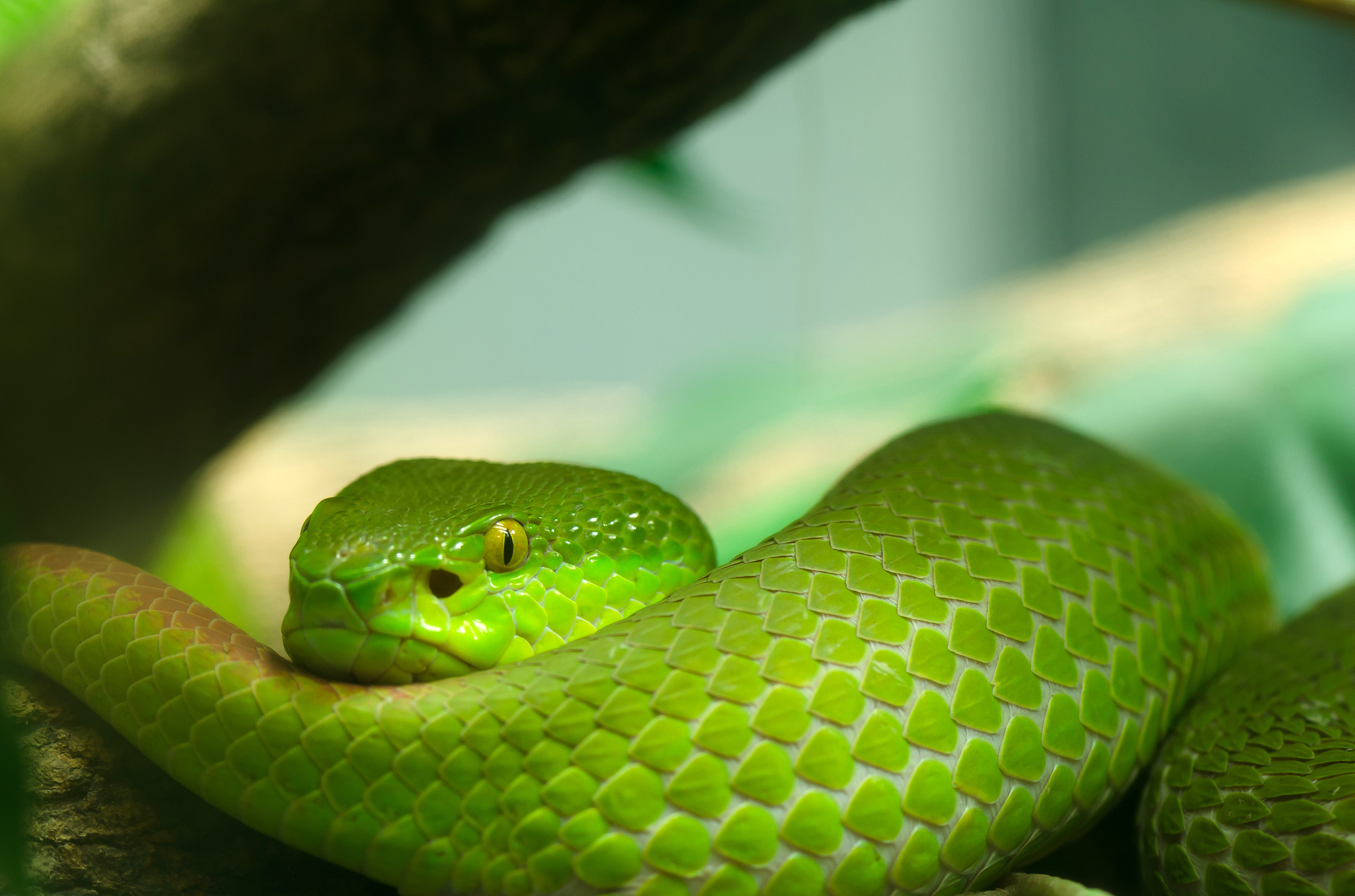 绿色的是什么蛇