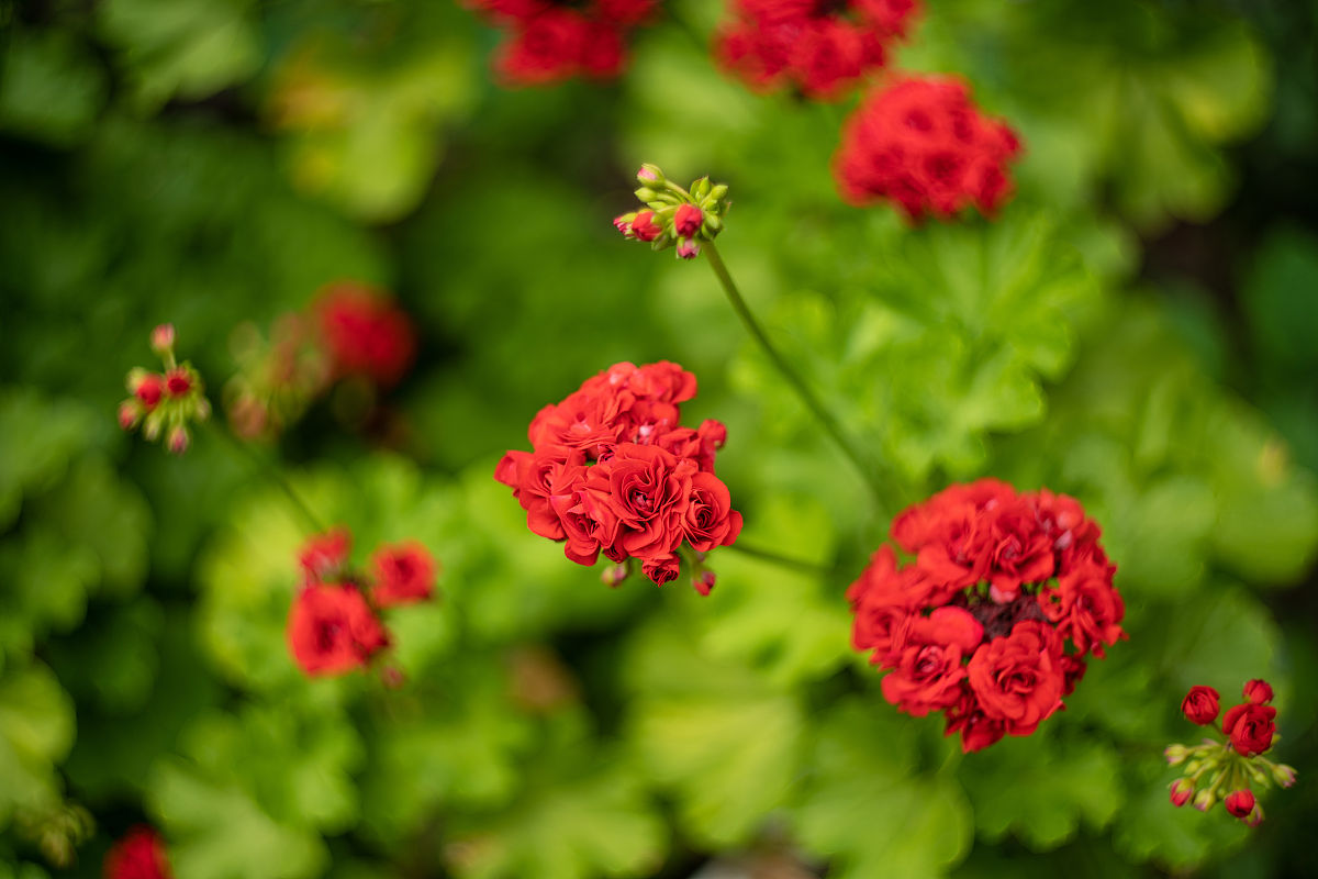 在我经费不足时具体告诉我如何利用景深来拍摄表现大的怪兽