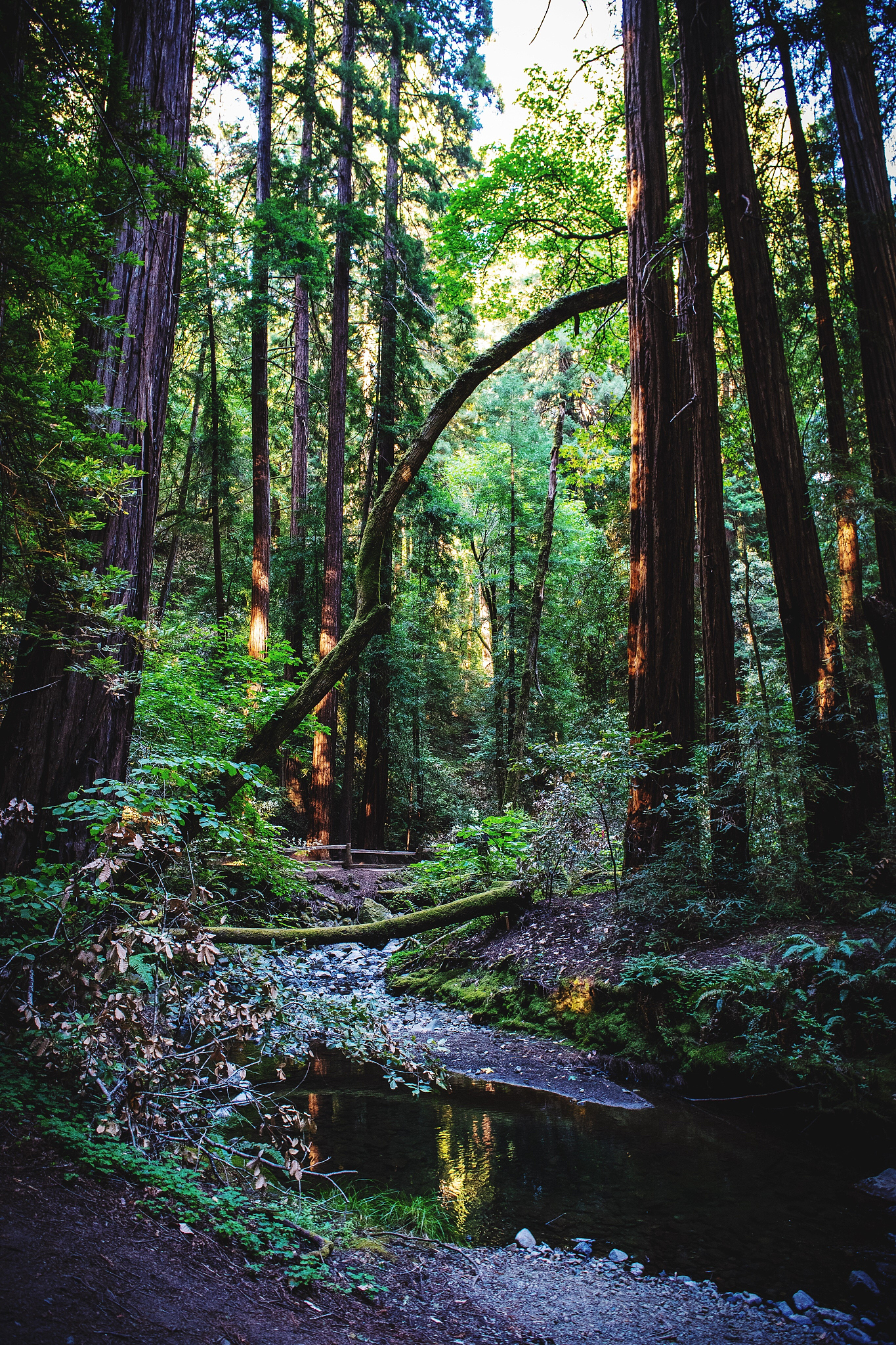 山林治愈之旅：找回内心的宁静
