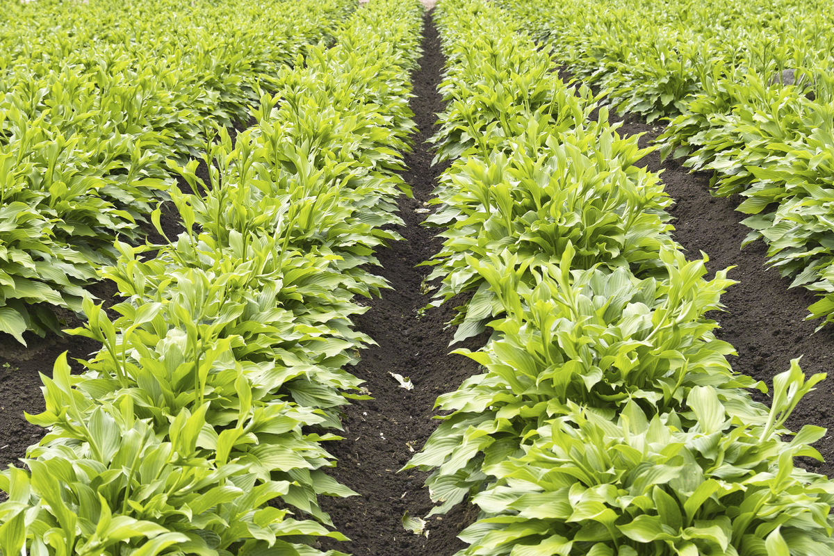 茶叶、生菜和白菜种植所需的土壤 pH 值