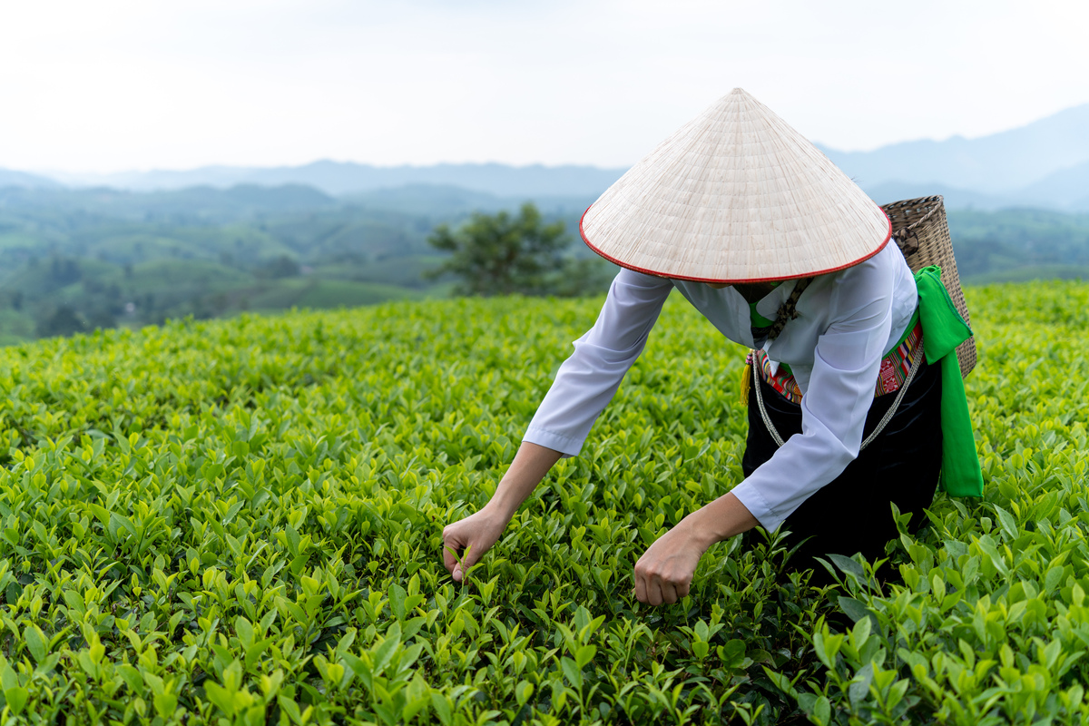 茶叶种植、采摘和制作全过程解析 - 从茶园到茶杯