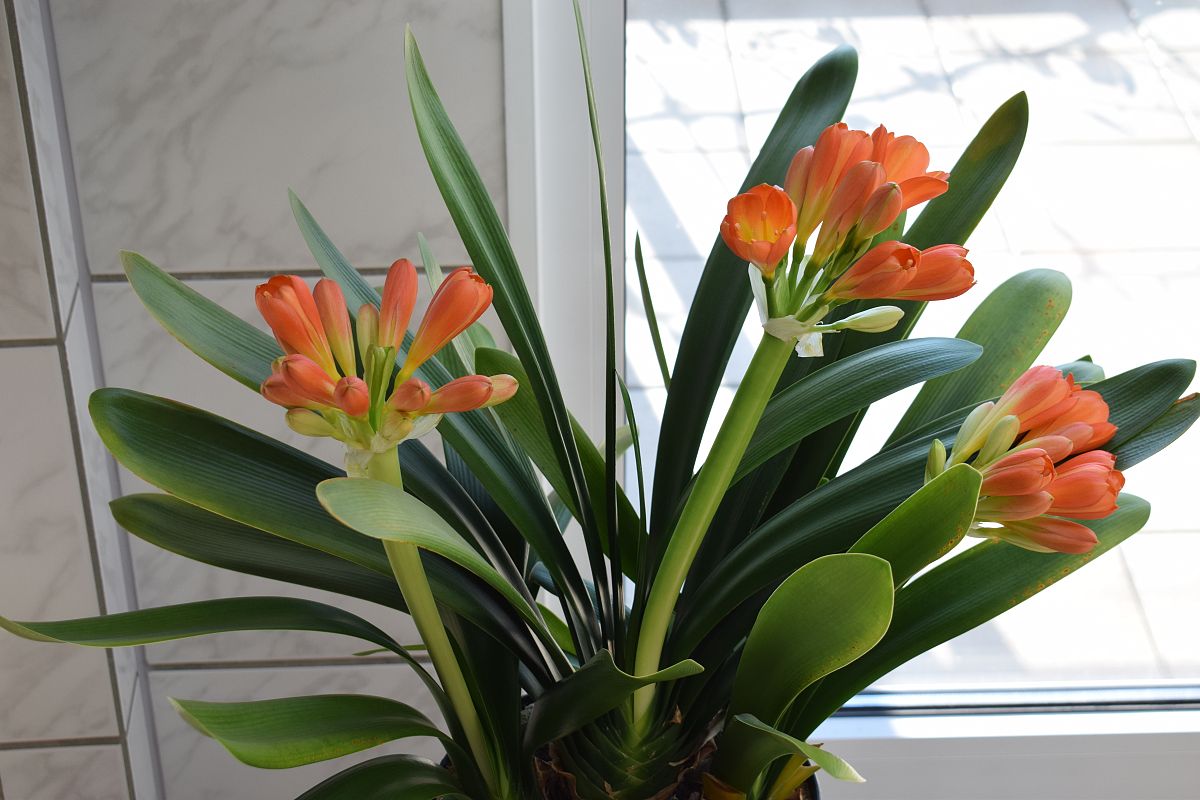 君子兰：观赏植物，净化空气，招财辟邪