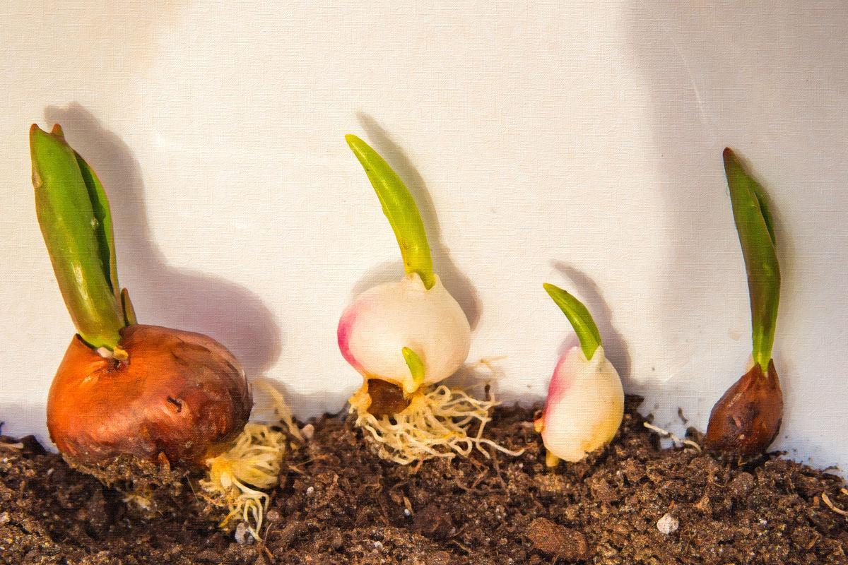 郁金香能跟蒜养一起吗