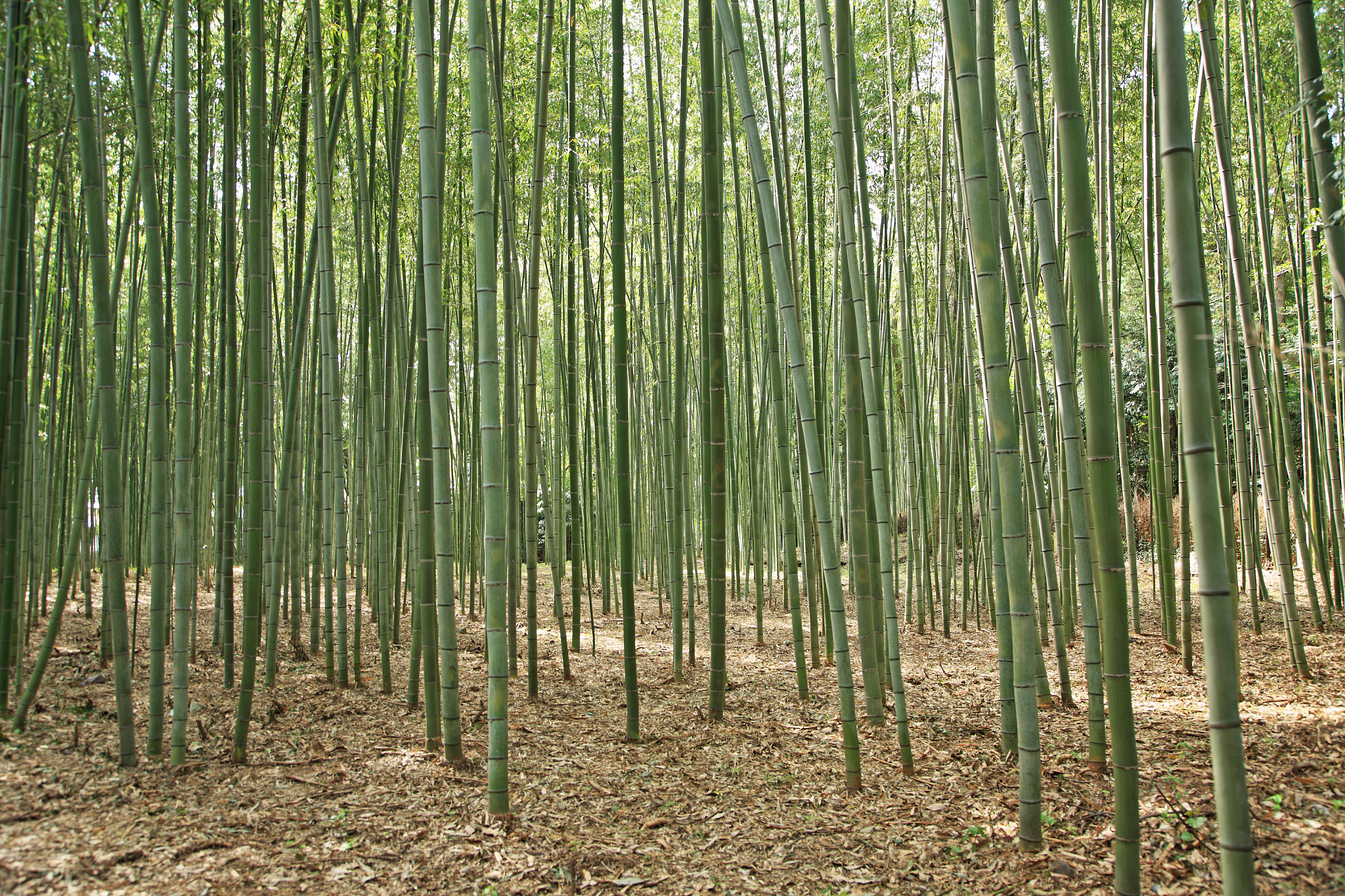 bamboo, arashiyama, kyoto