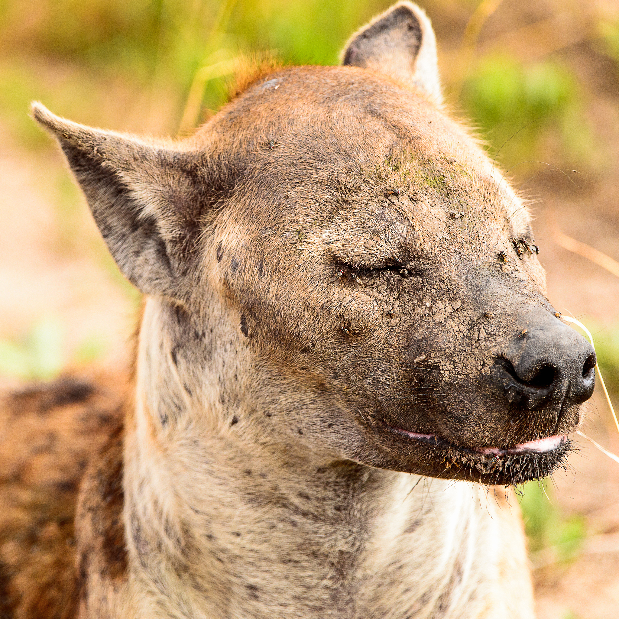 野生动物保护力度加强，响应国家号召