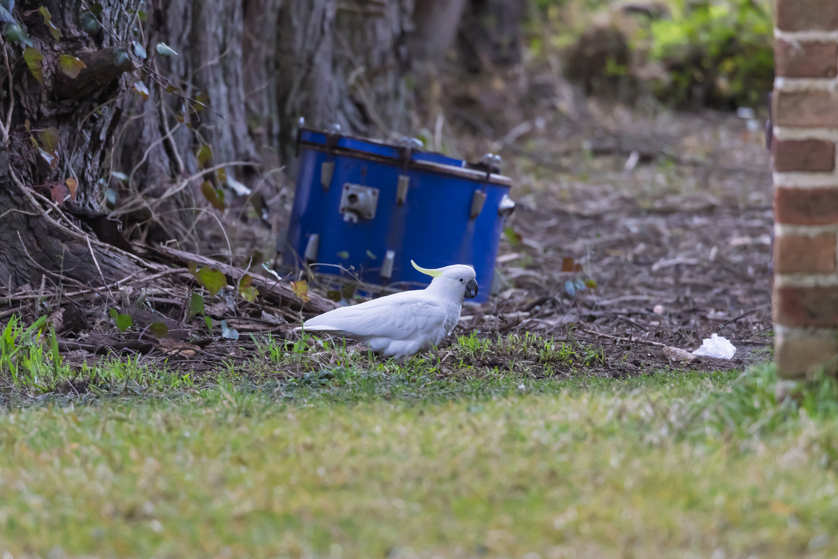 Best Outdoor Bird Feeders with Cameras: Reviews and Titles
