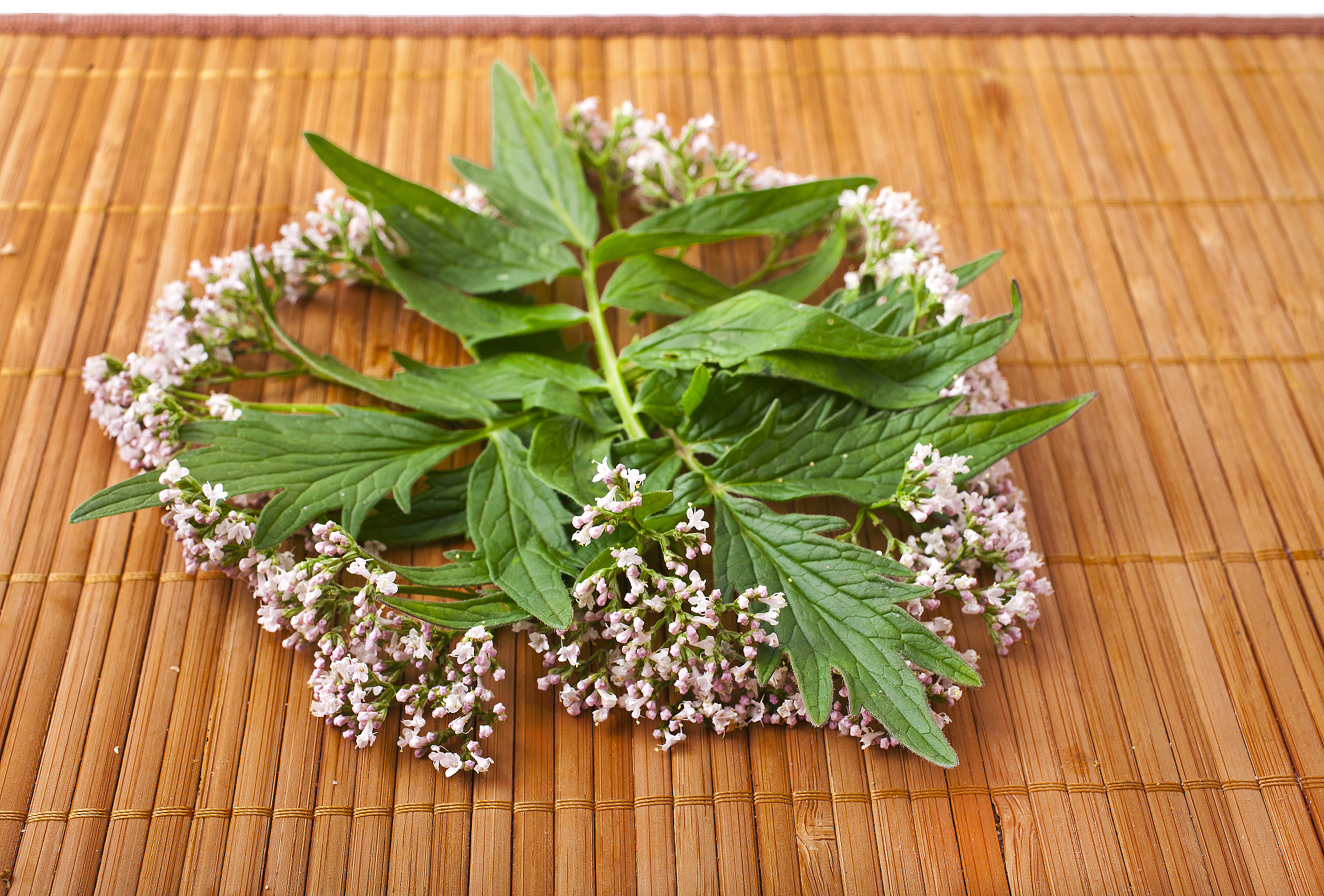 紫苏草药介绍：功效、烹饪和用途