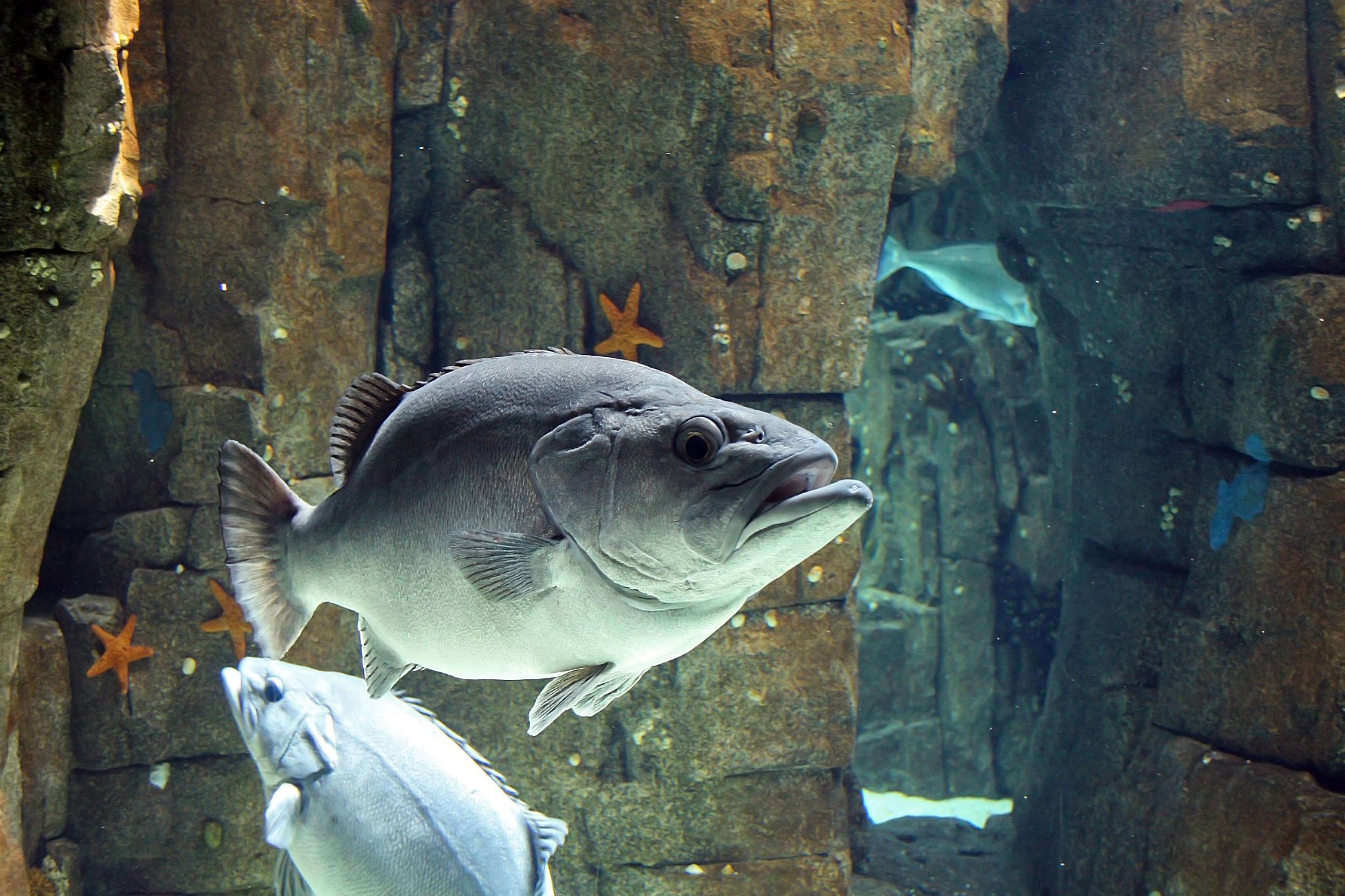 big fish