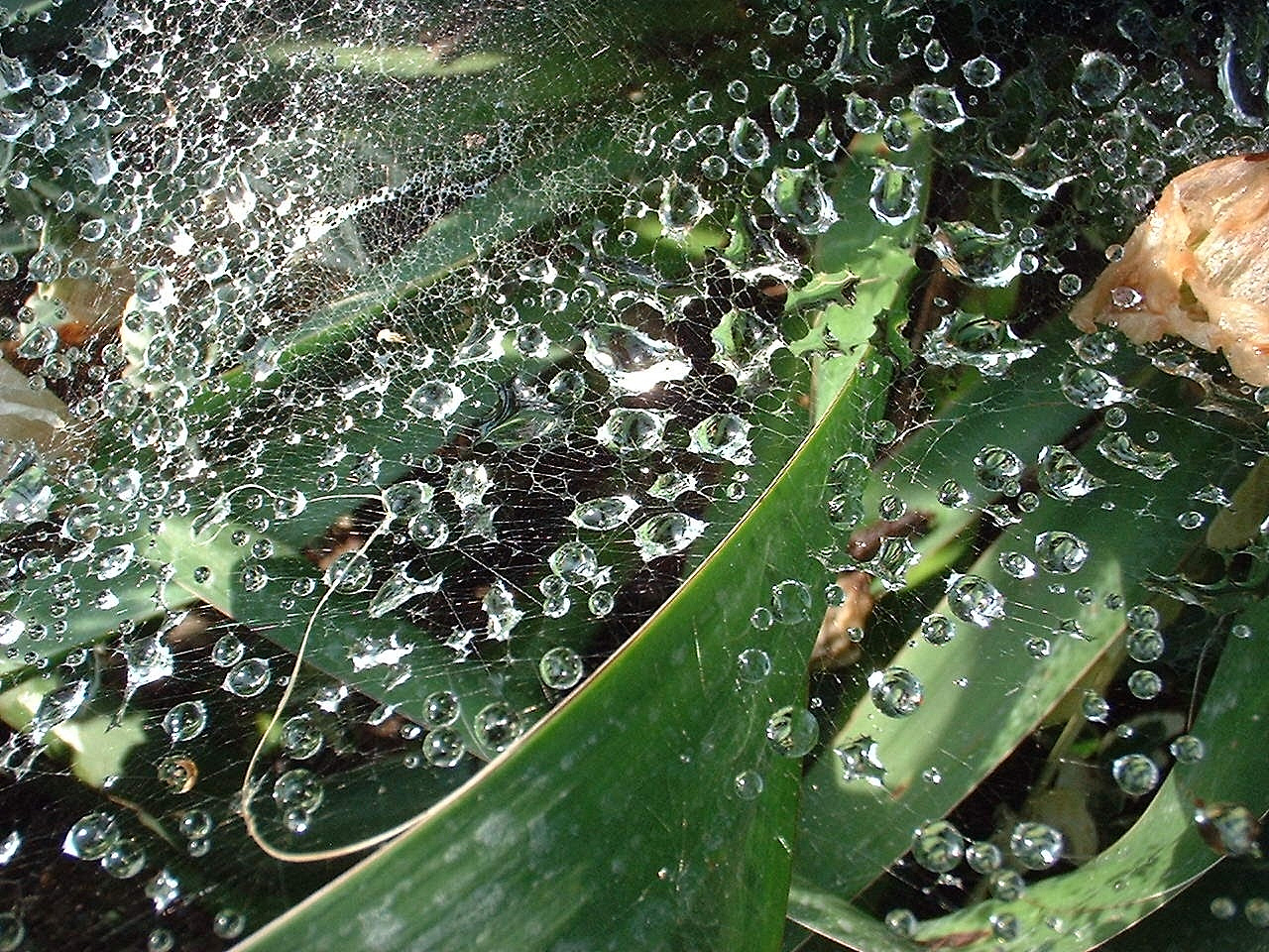 蝴蝶兰白粉虱怎么治疗 蝴蝶兰白粉虱怎么治疗