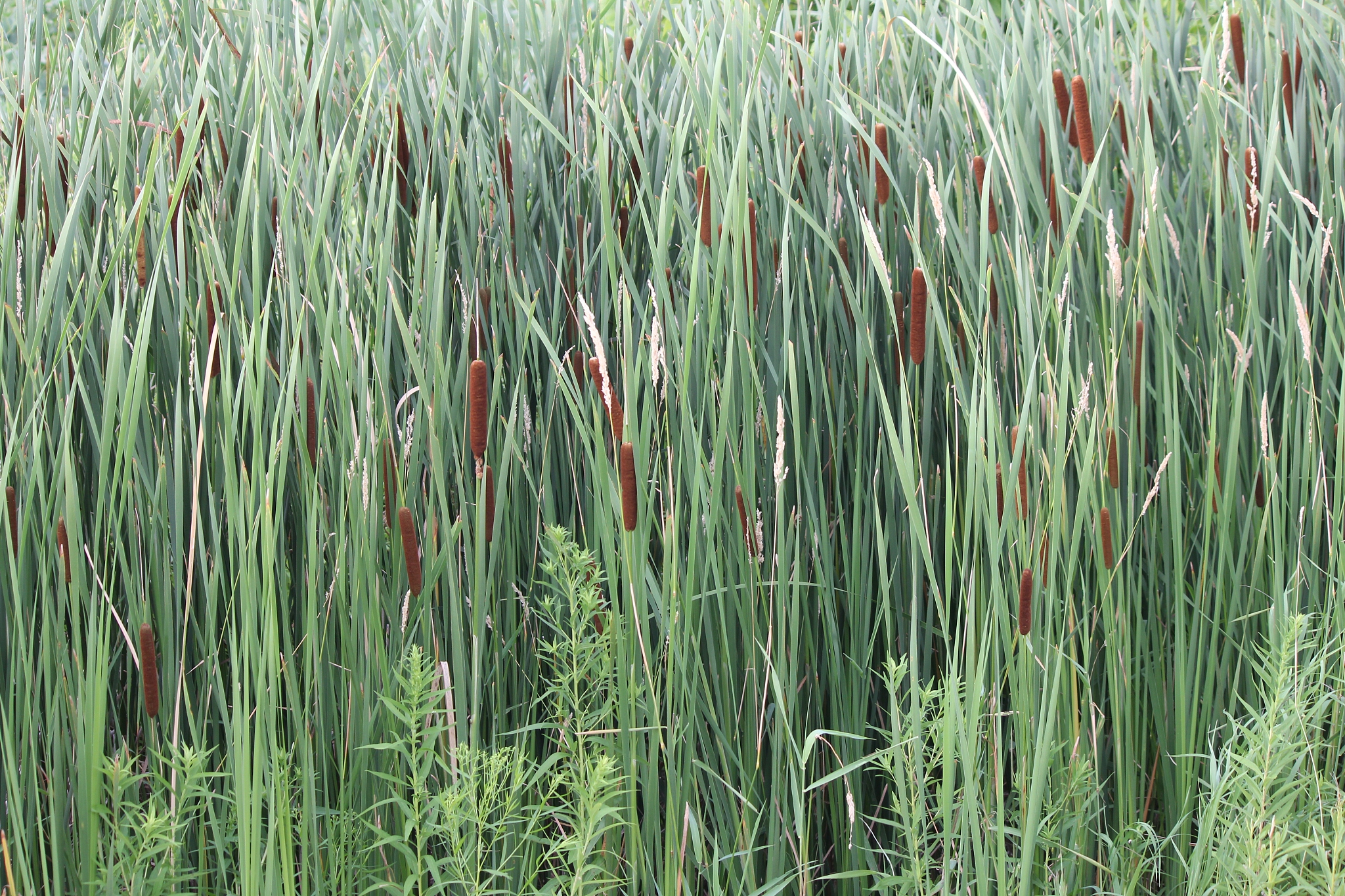 cattail (typha latifolia)