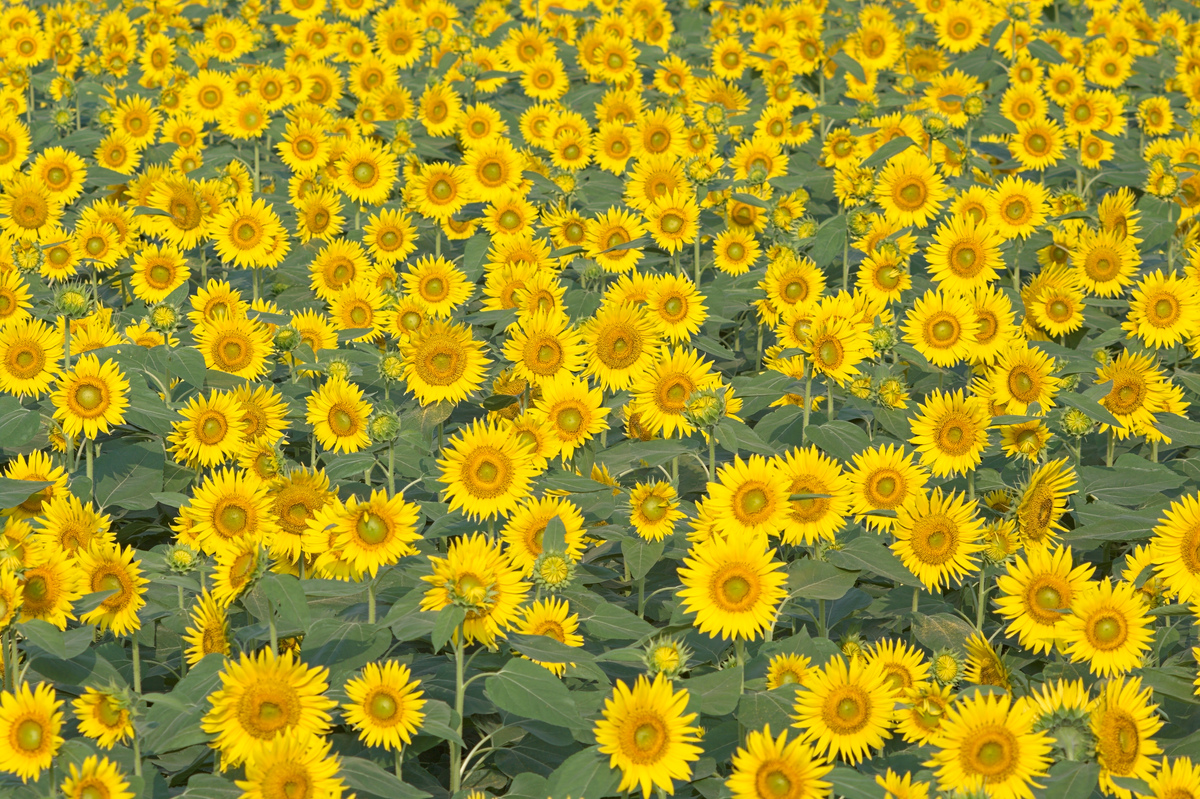 小学生植物卡片