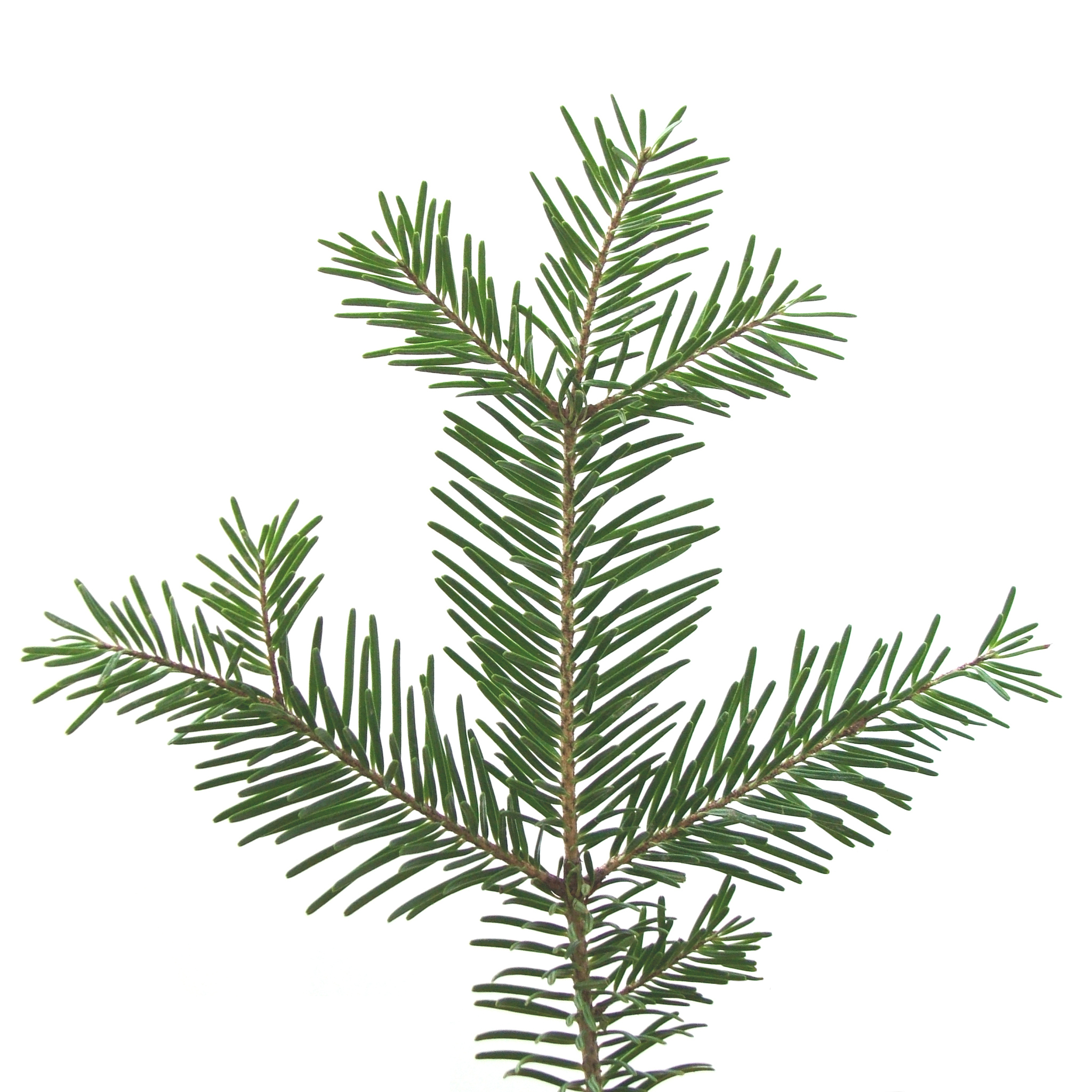 pine branch