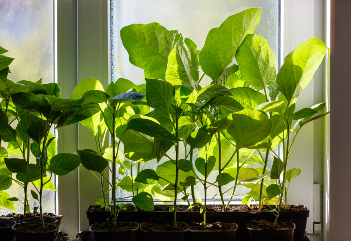 绿植的作用：改善空气、调节温度、美化环境
