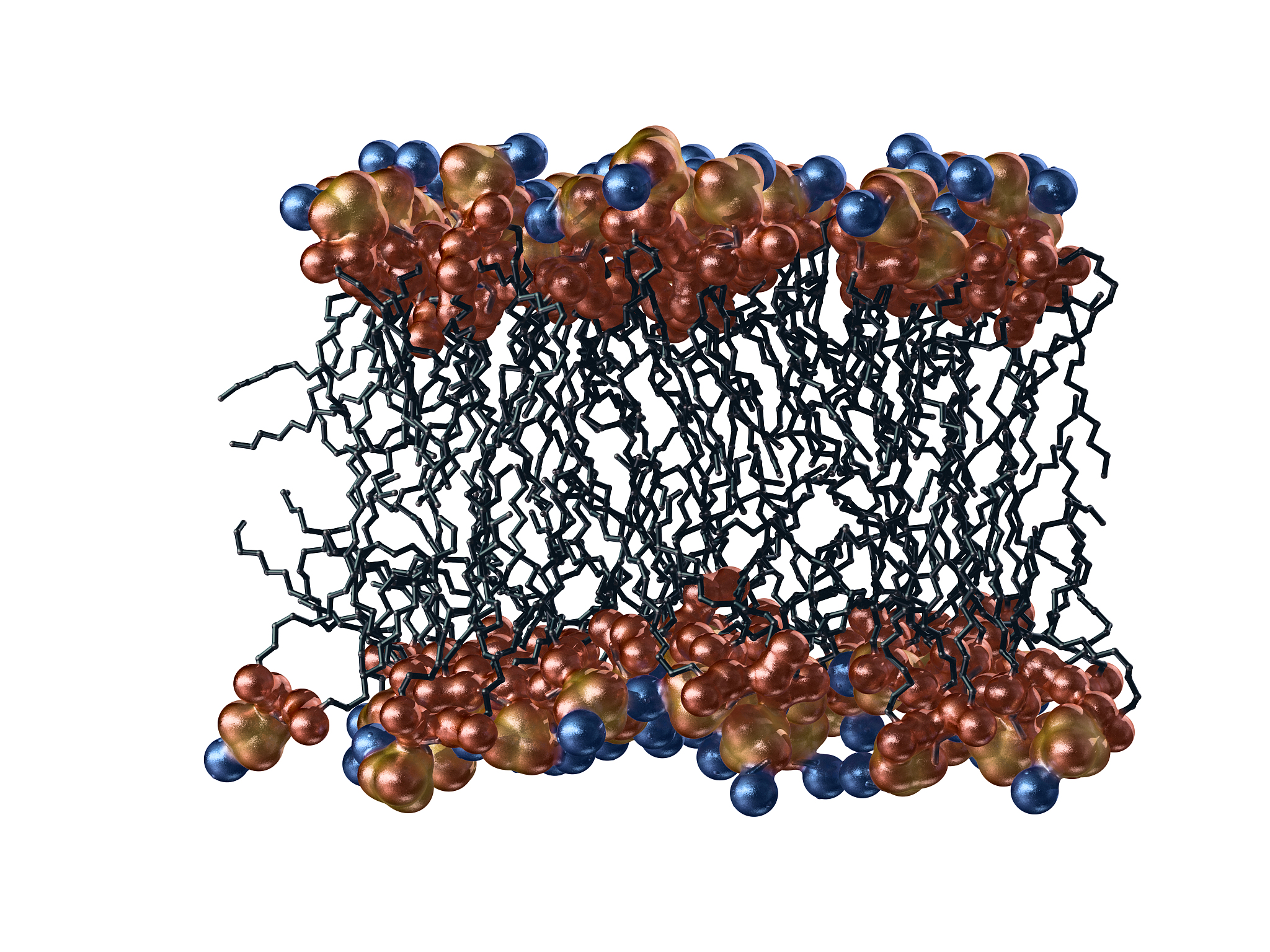 生物鸟嘌呤晶体双体结构及其在宽带反射中的作用