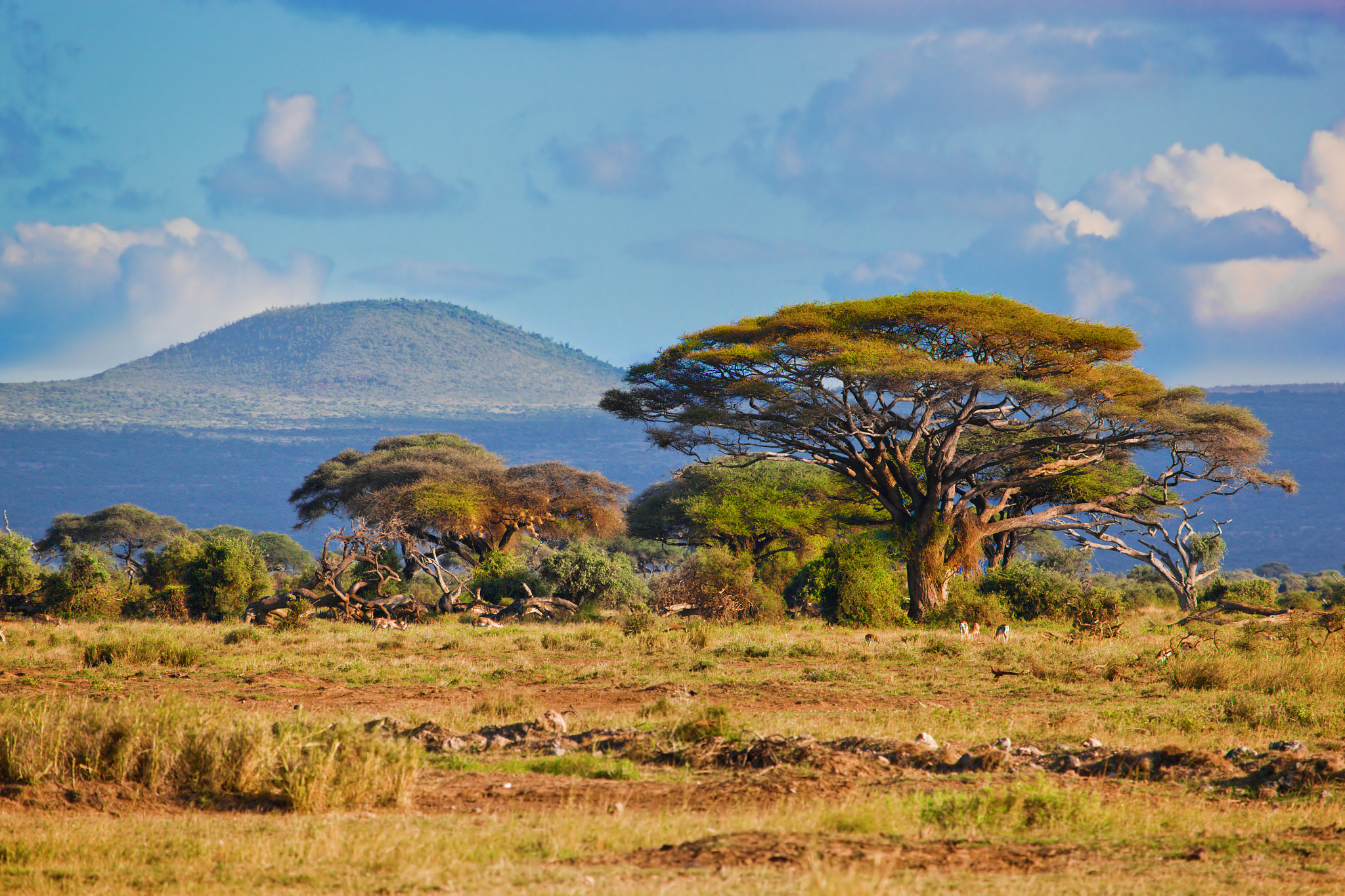 savanna landscape in africa, amboseli, kenya