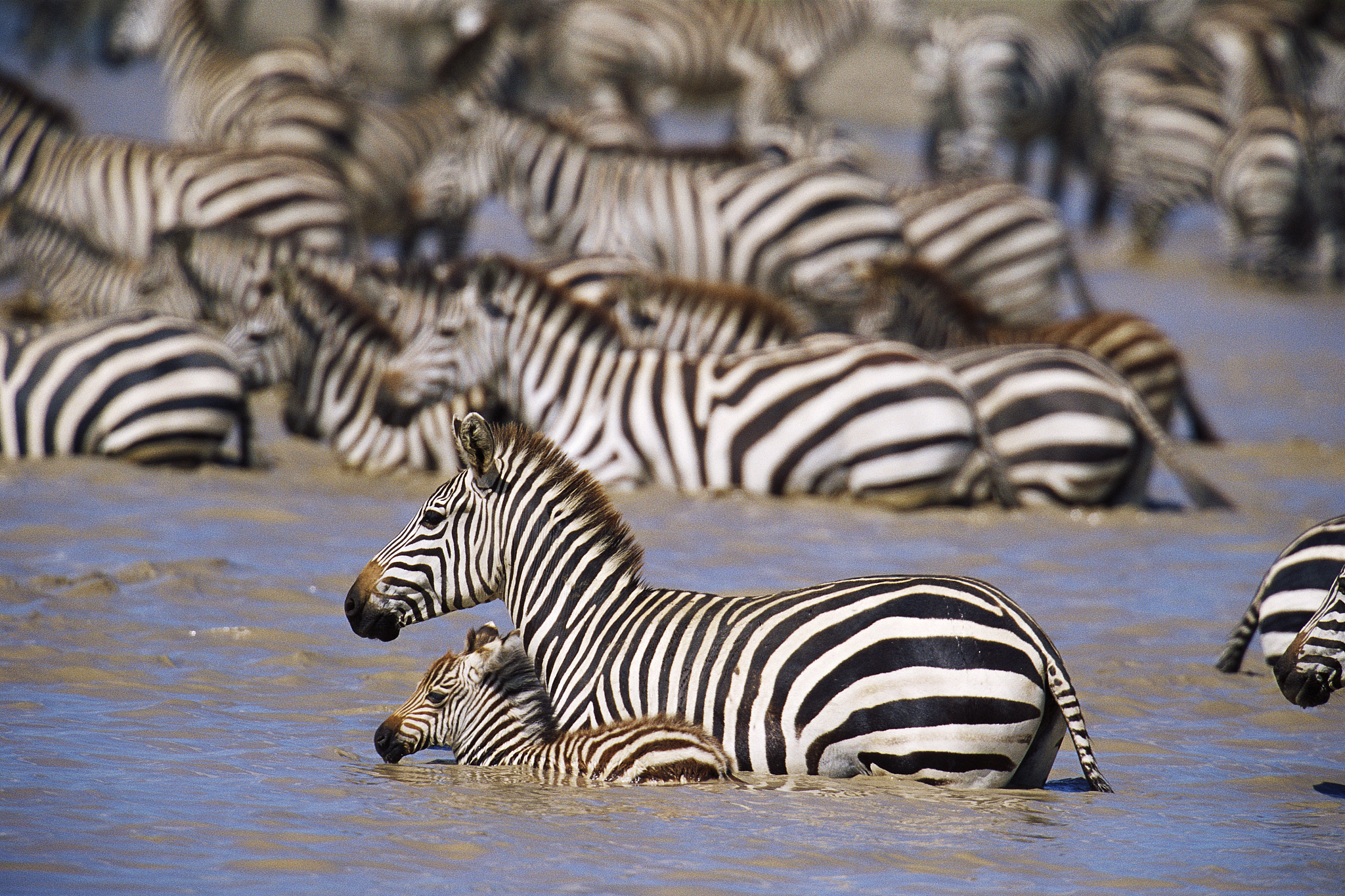zebra herd crossing lake