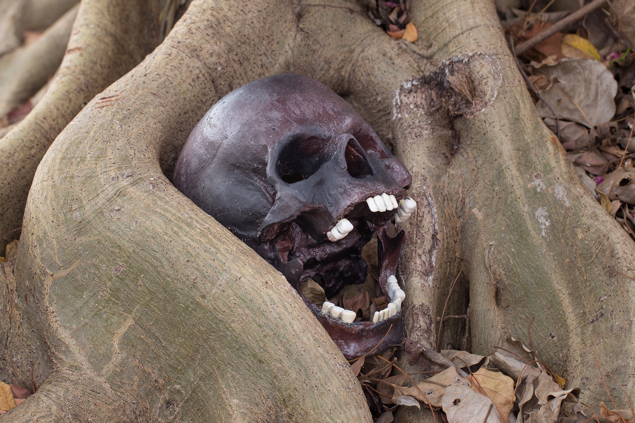 still life photography, skull on dry leaf
