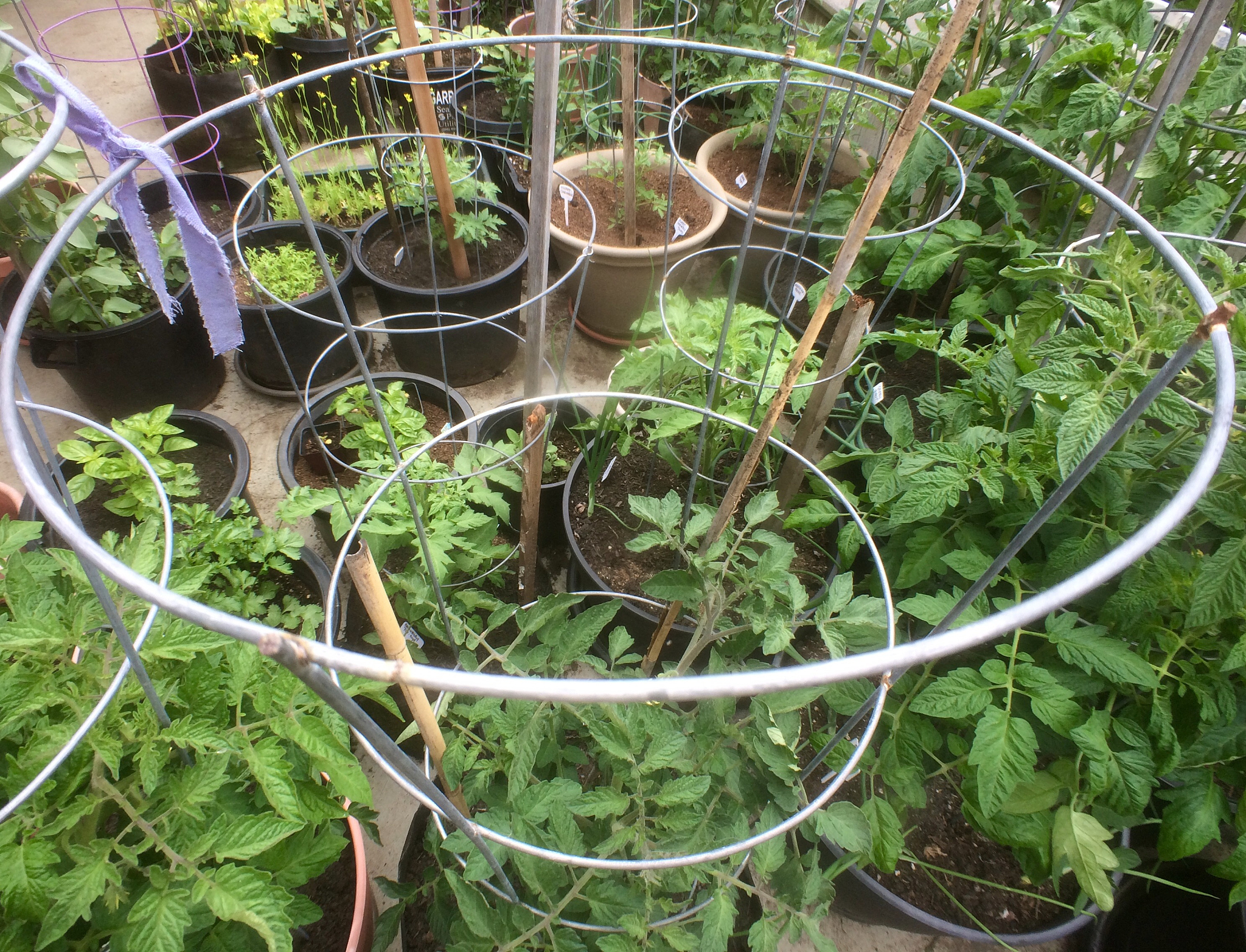 利用曲率分析精准分割番茄盆栽图像：提升盆沿和冠层识别