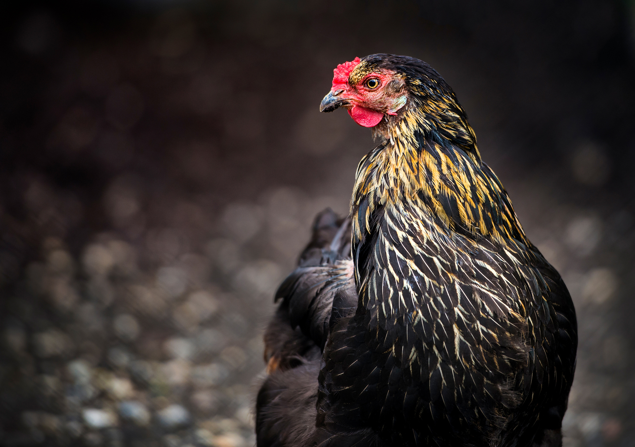 chicken portrait