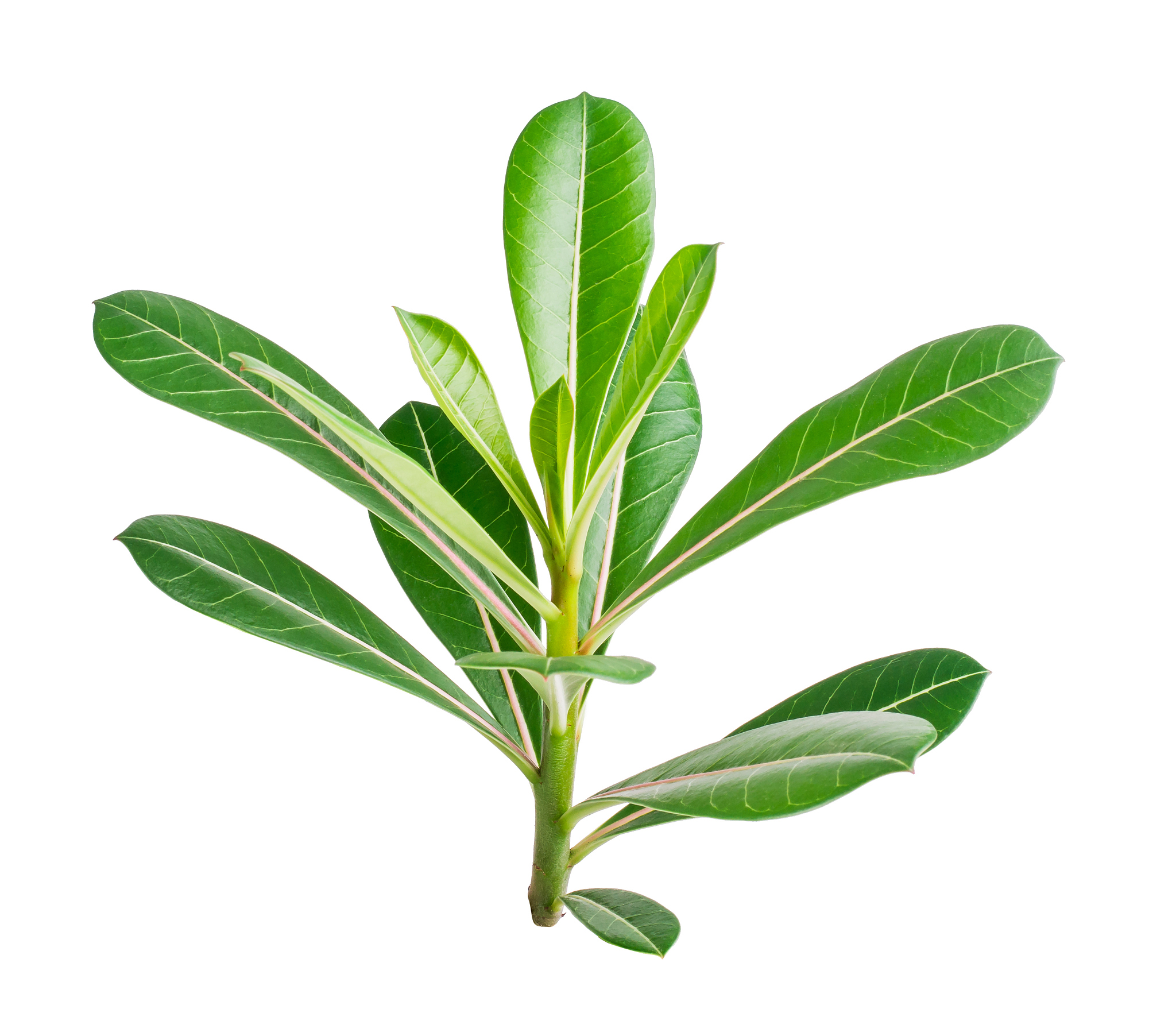 沙漠玫瑰诗词：顽强生命，傲立沙丘