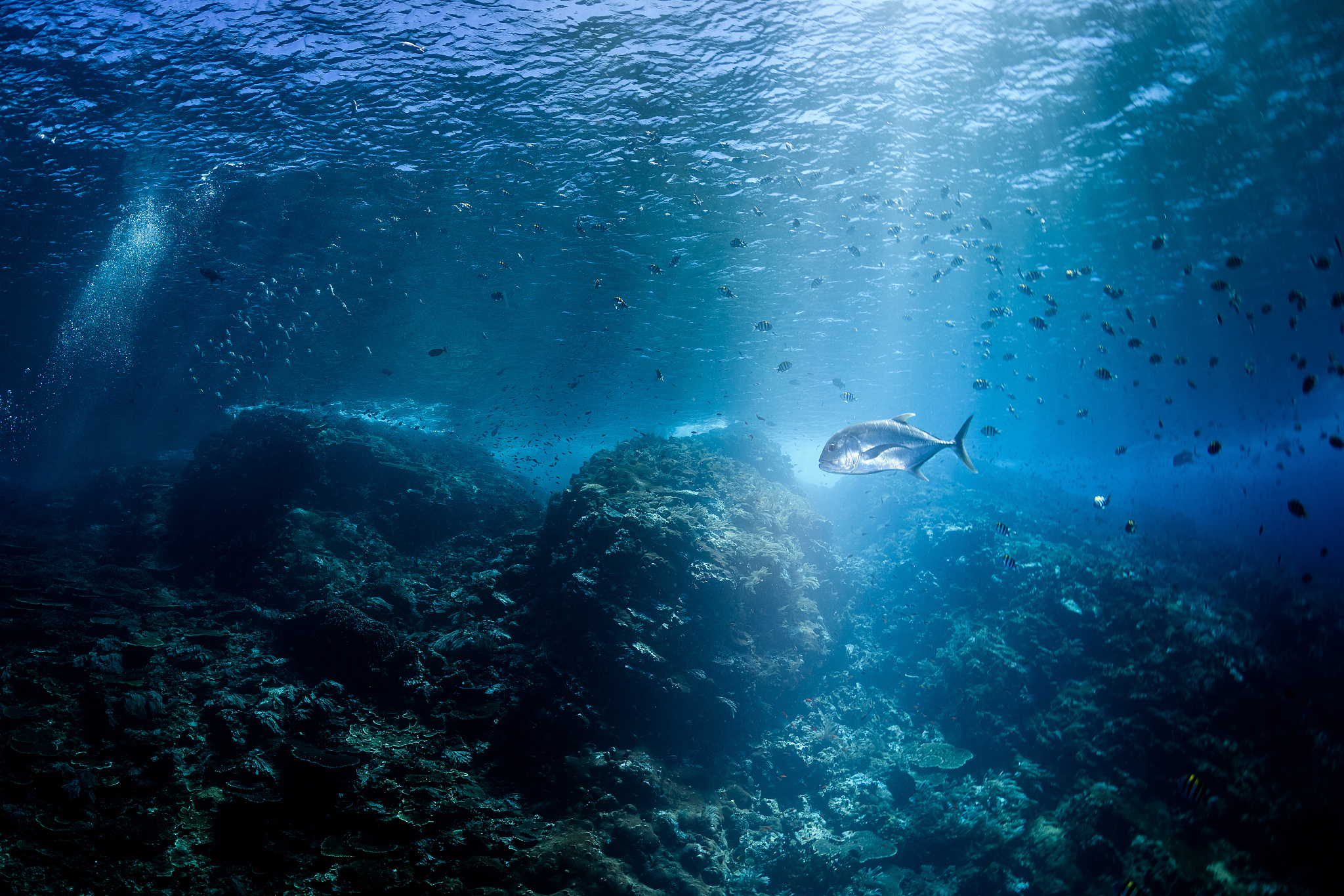 people swimming in sea