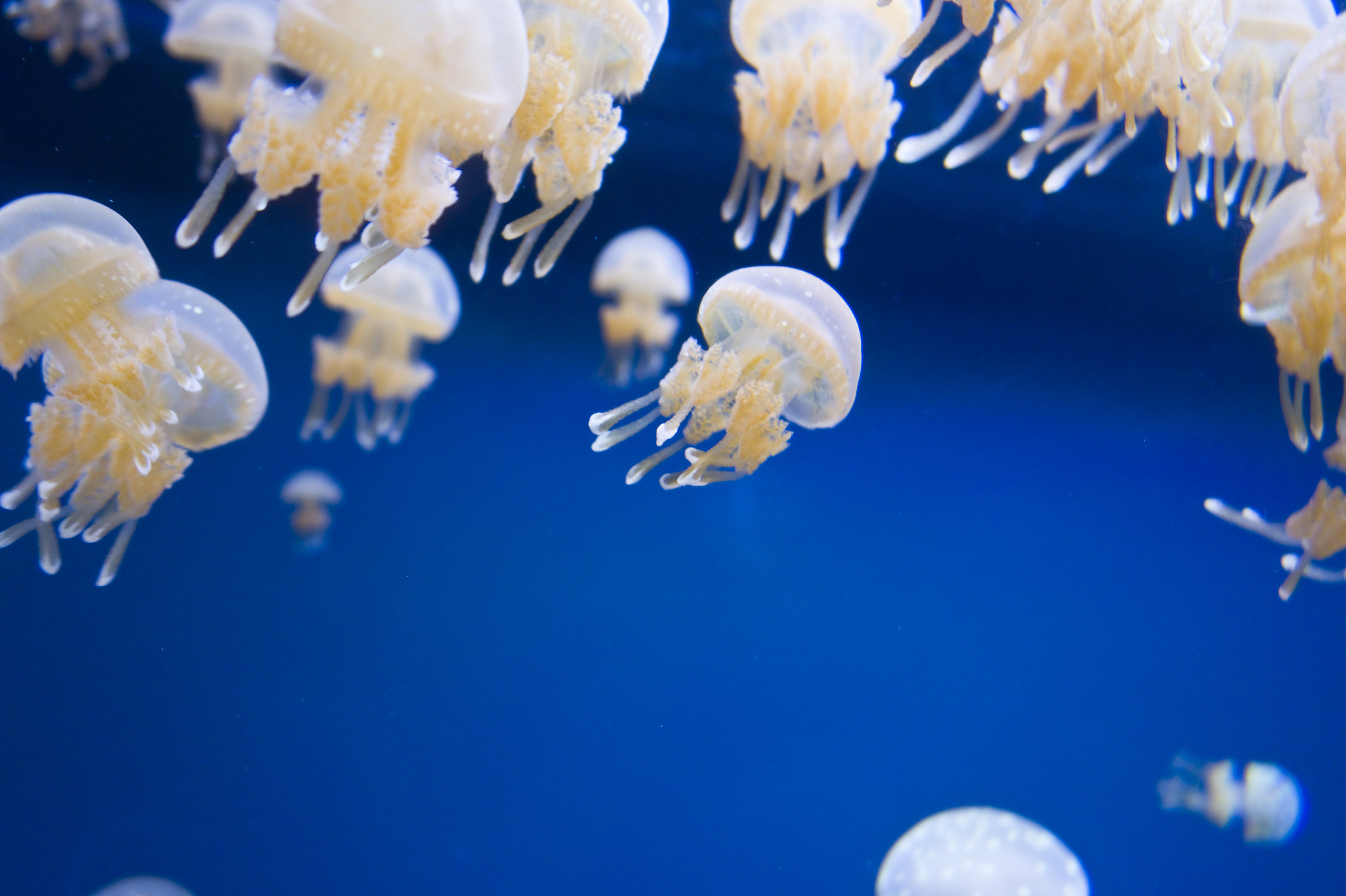 white jellyfish