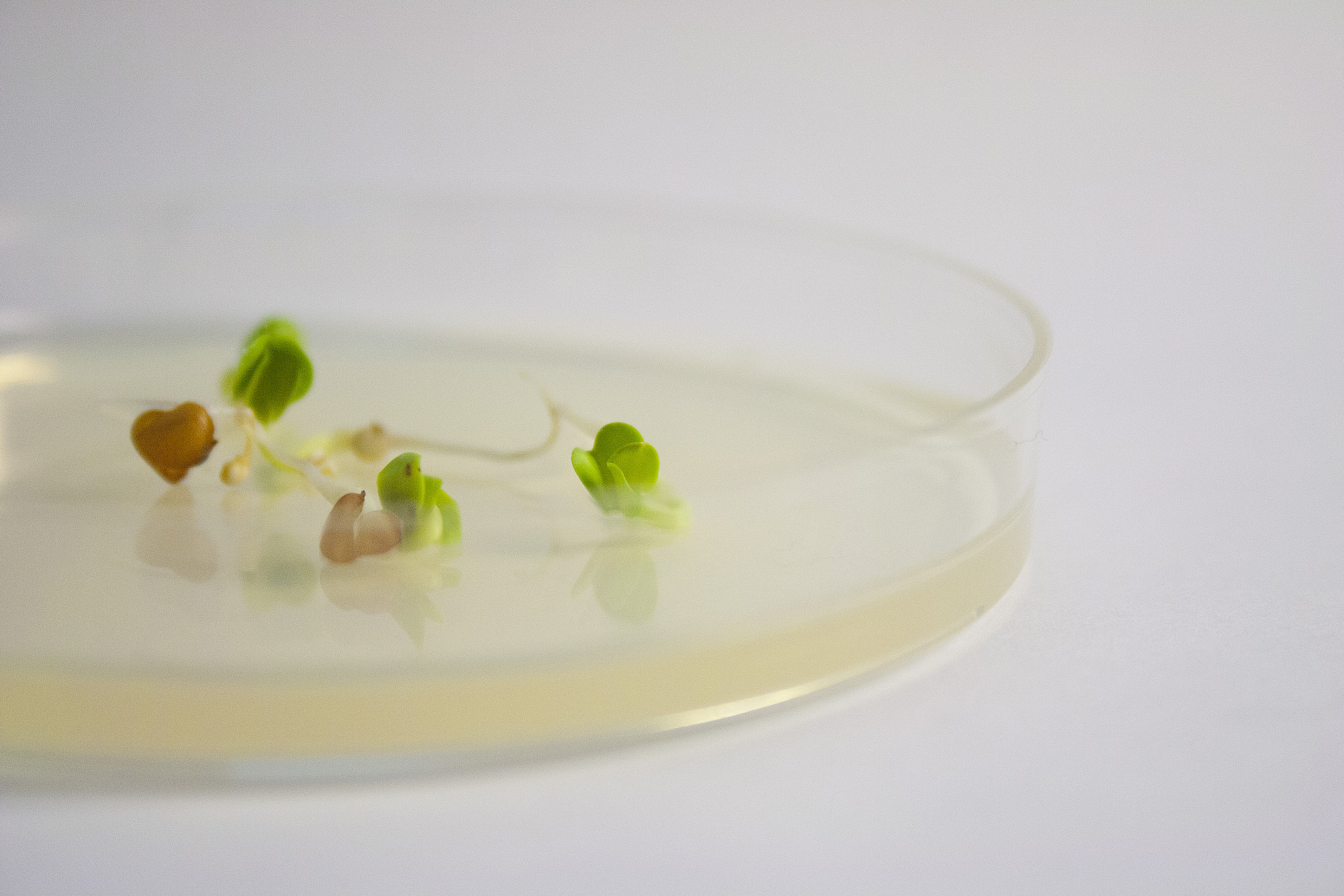 种子催芽：层积催芽和渗透调节方法详解