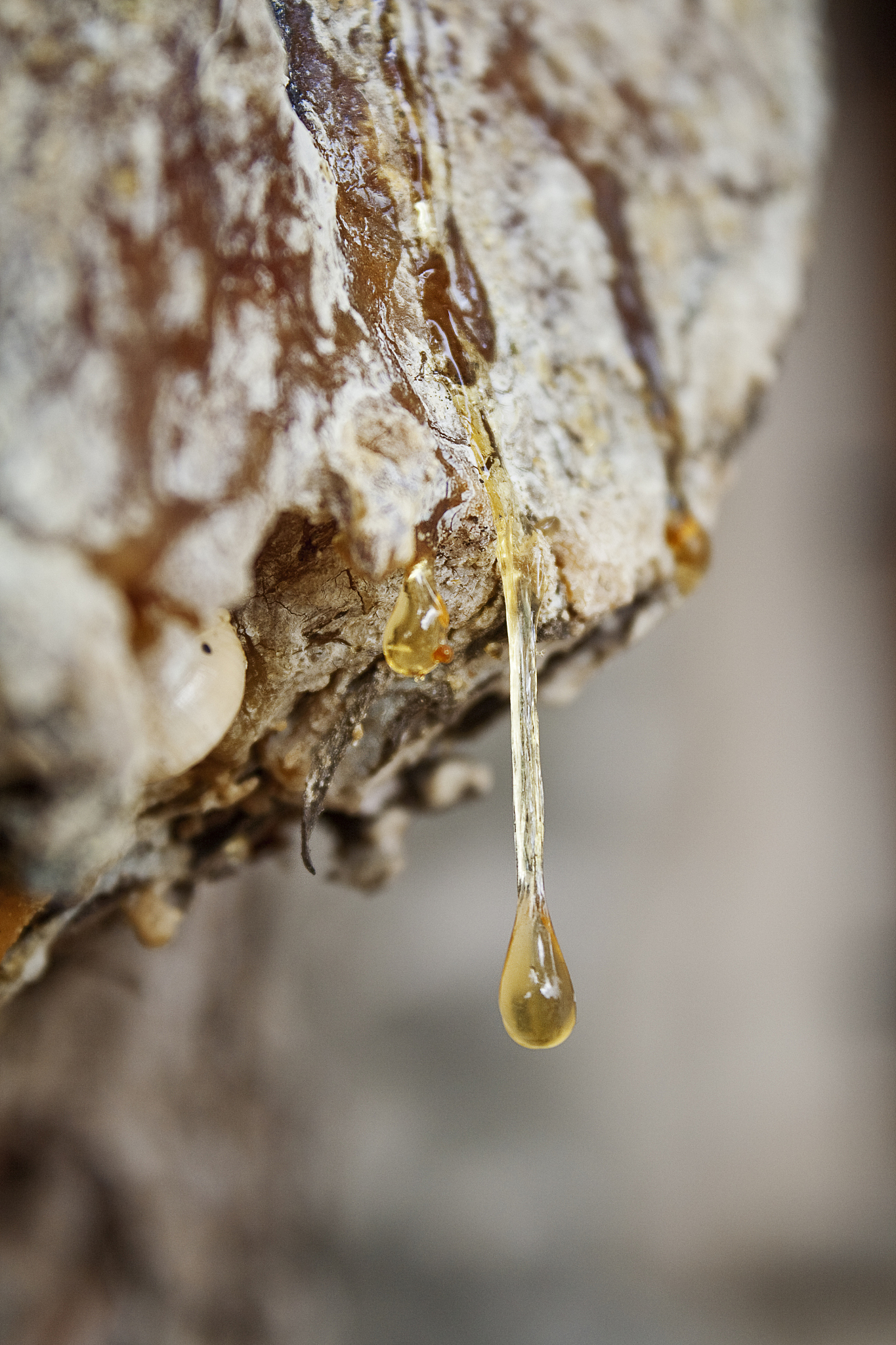 drop of wooden resin