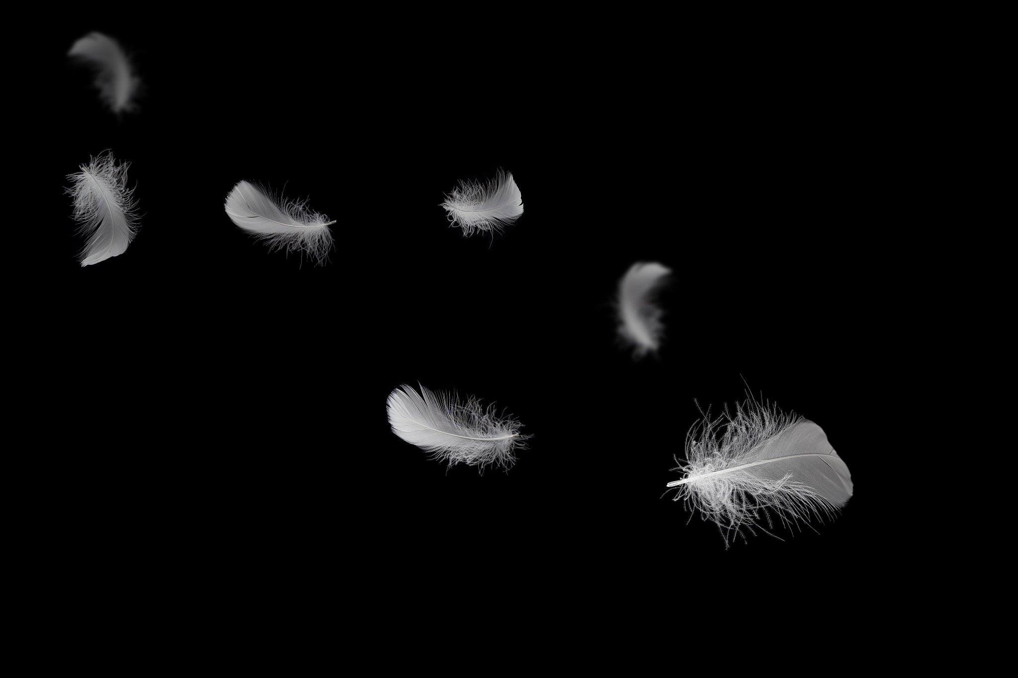 soft light fluffy a feathers floating in the dark. feather abstr