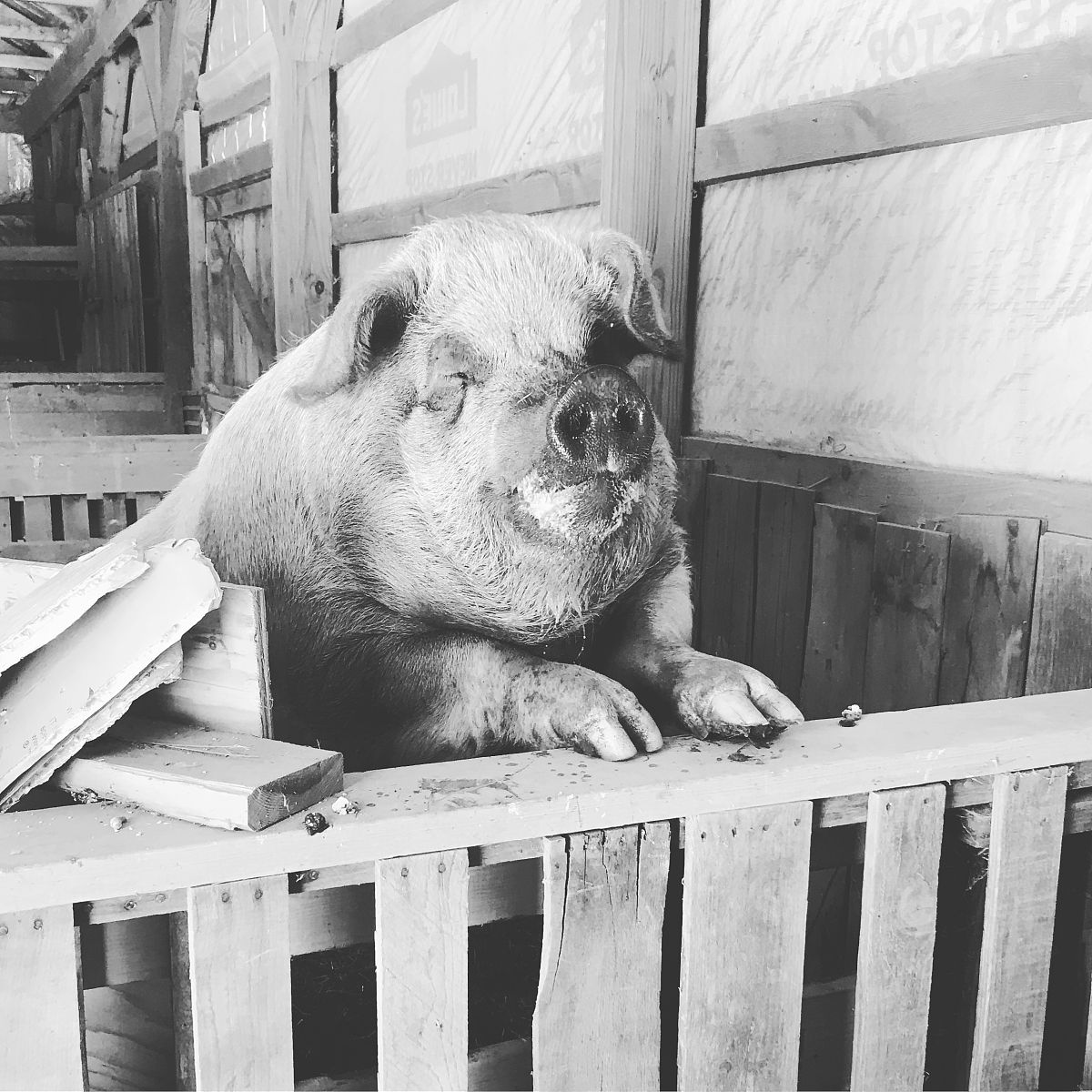 使用文化博主的口吻写篇1000字猪来穷狗来富猫来头上顶白布啥意思？老祖宗的话值得一听的文章要有和读者互动语句带标题