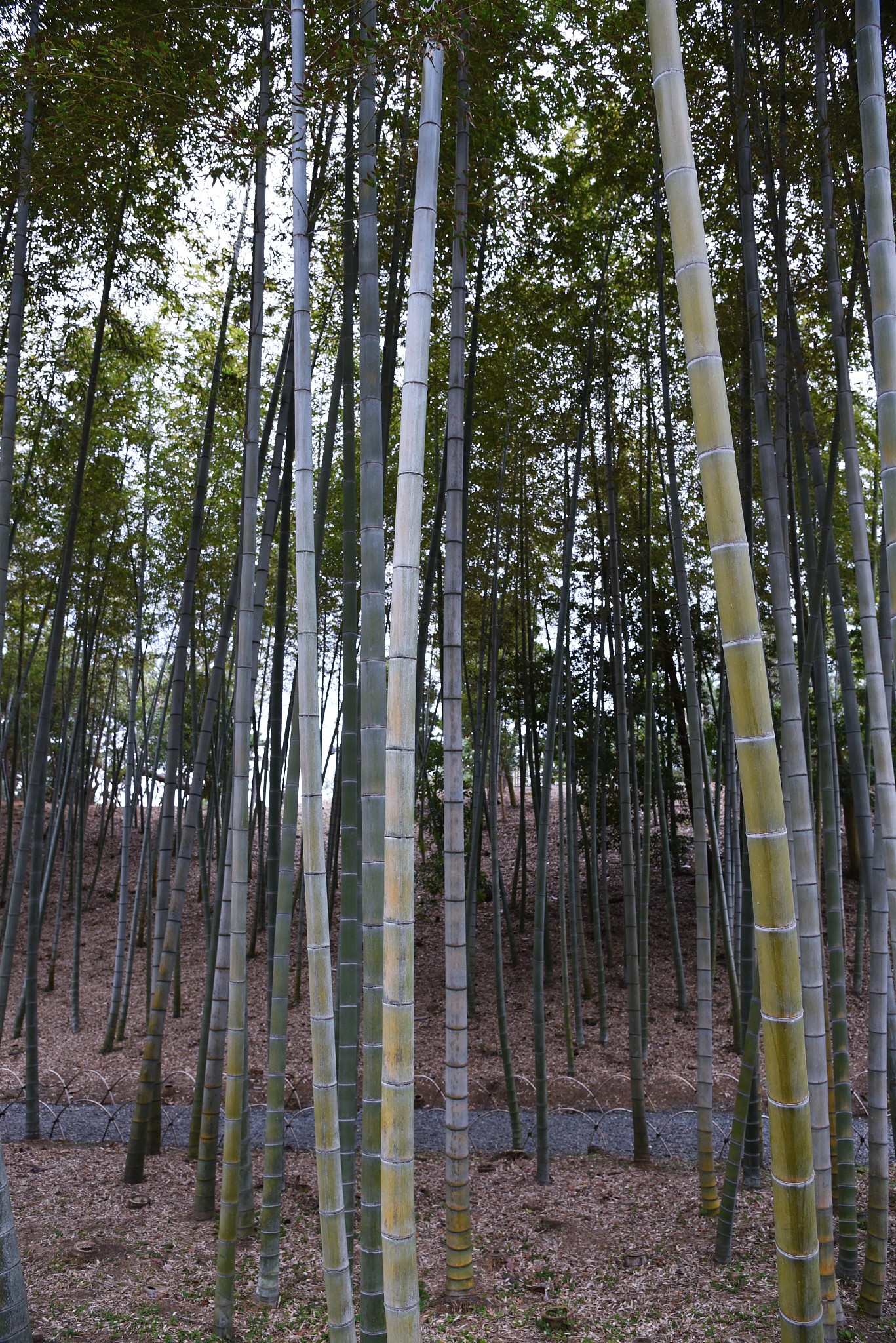 the bamboo forest