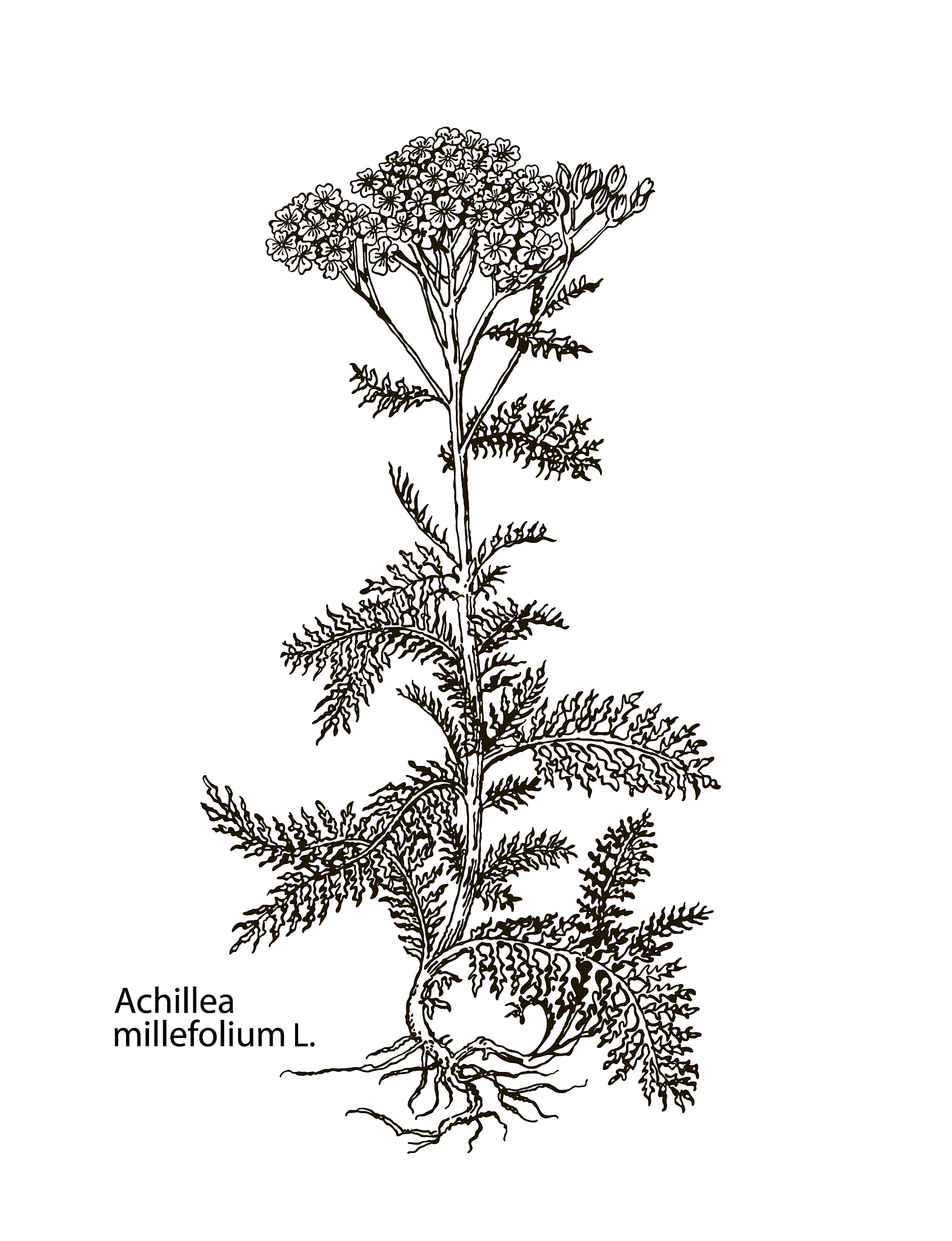 干旱对丹参叶绿素含量的影响