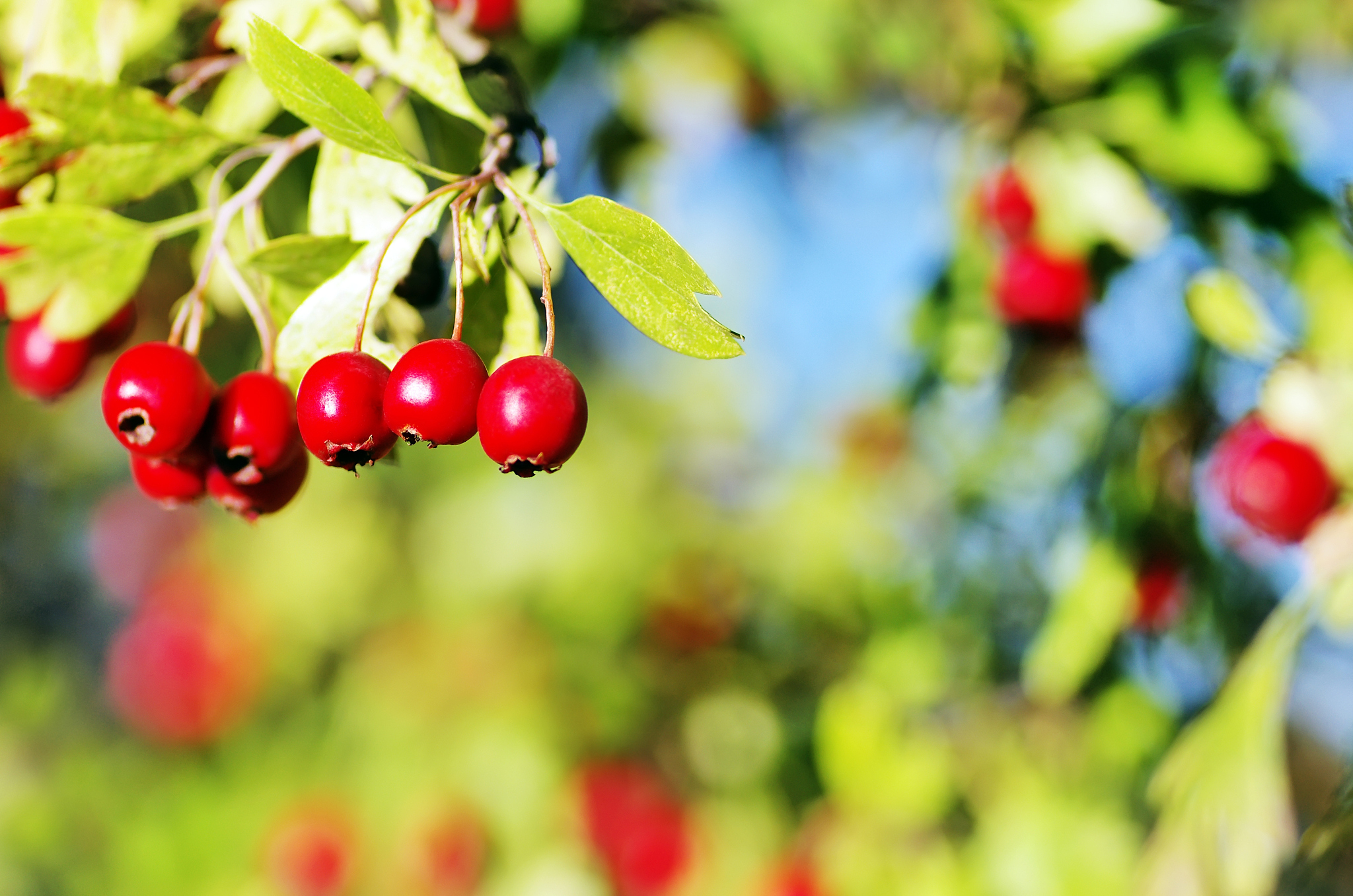 holly  leaves and fruits