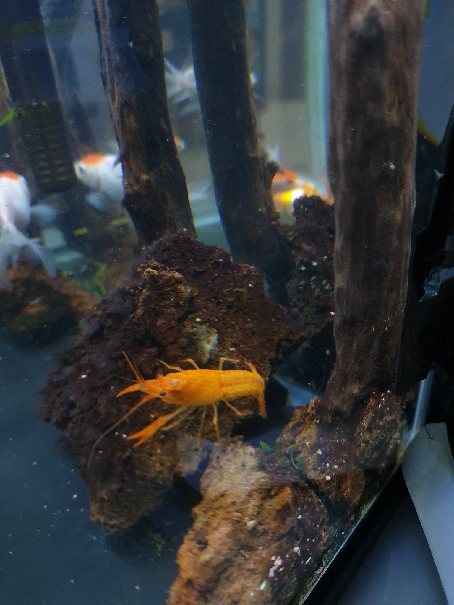 orange-coloured lobster