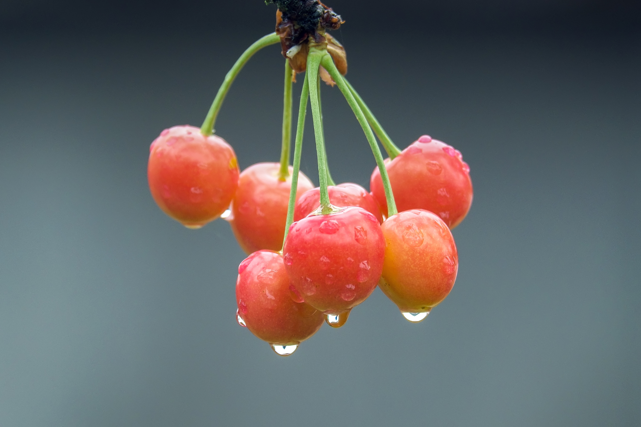 sweet cherry on tree with water drops