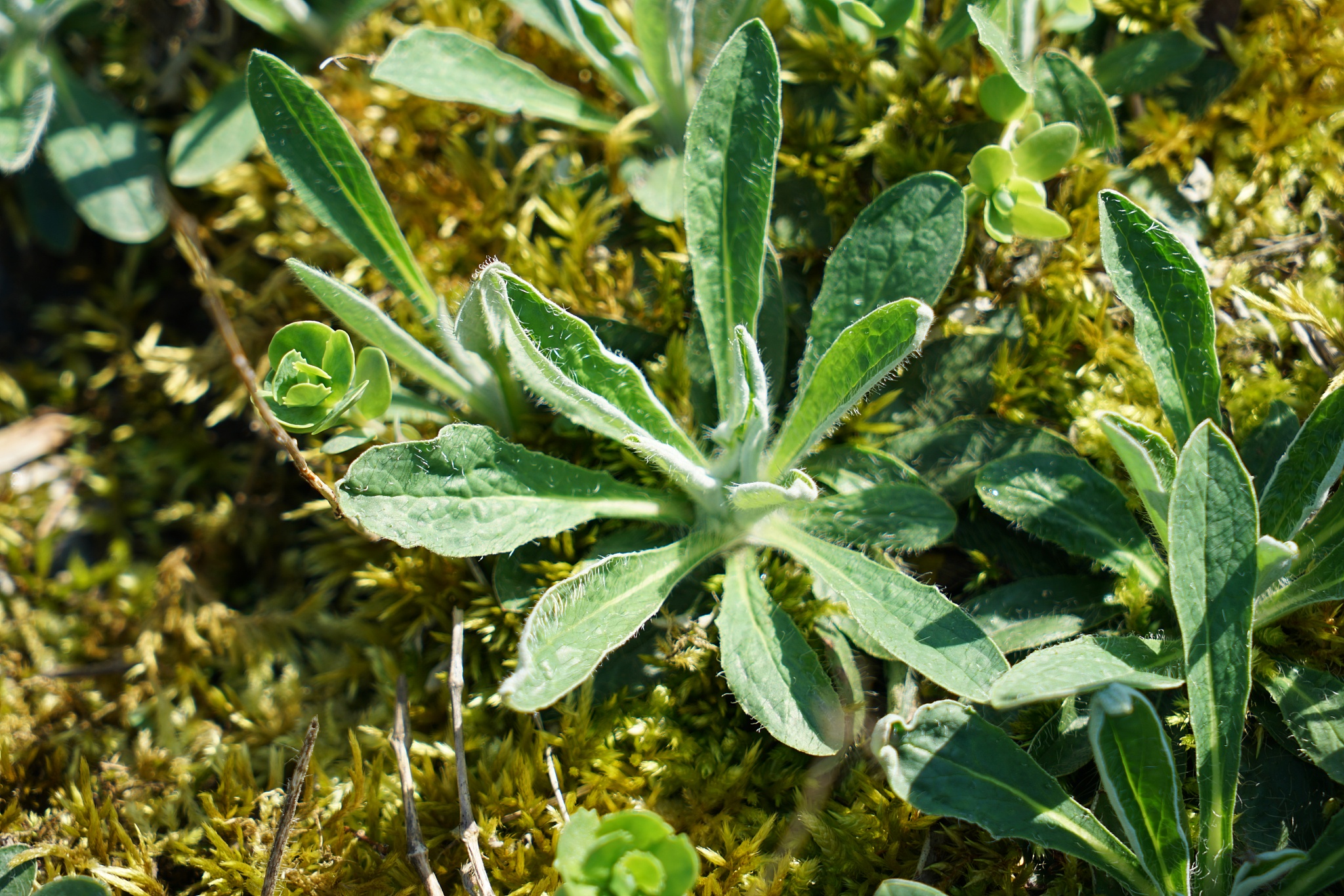 植物的调查工作有哪些