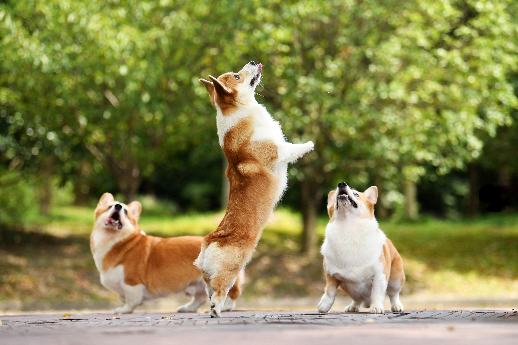 小狗 柯基 胆小 拯救世界 短文