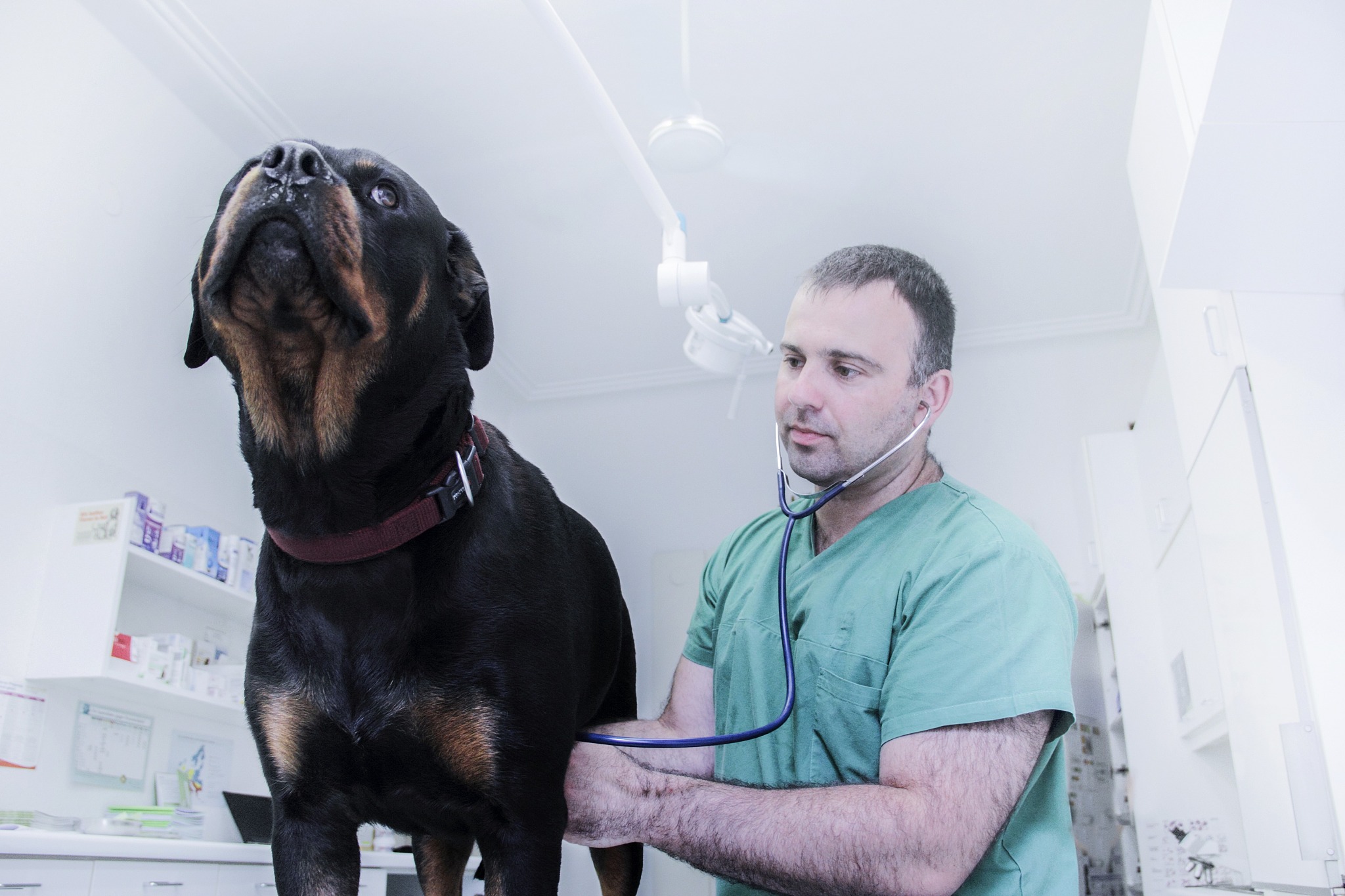 柯利犬眼部异常整体发病率