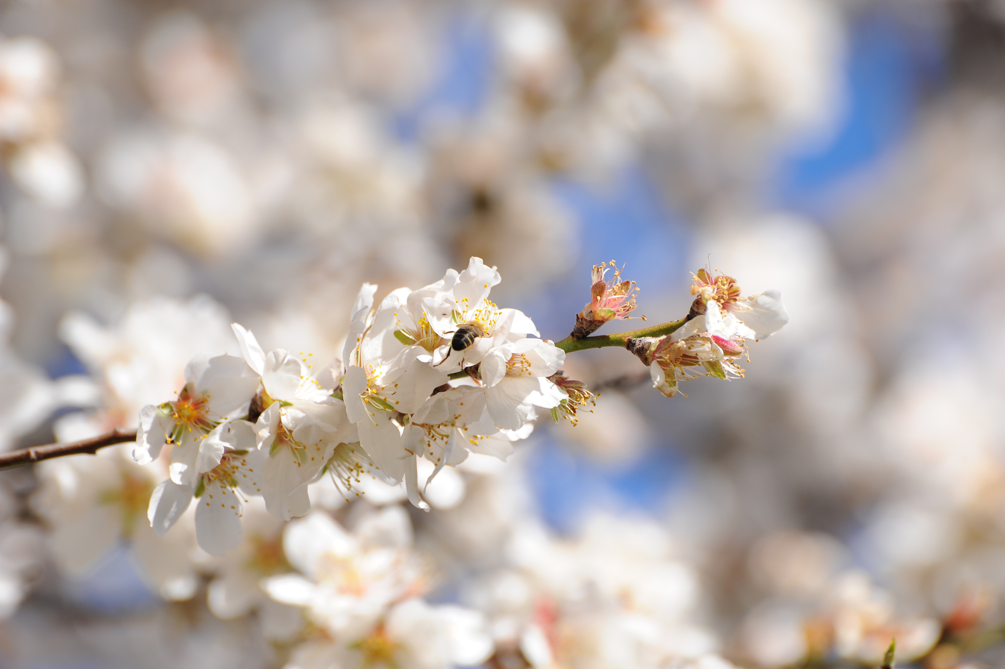 mandelblüte in spanien